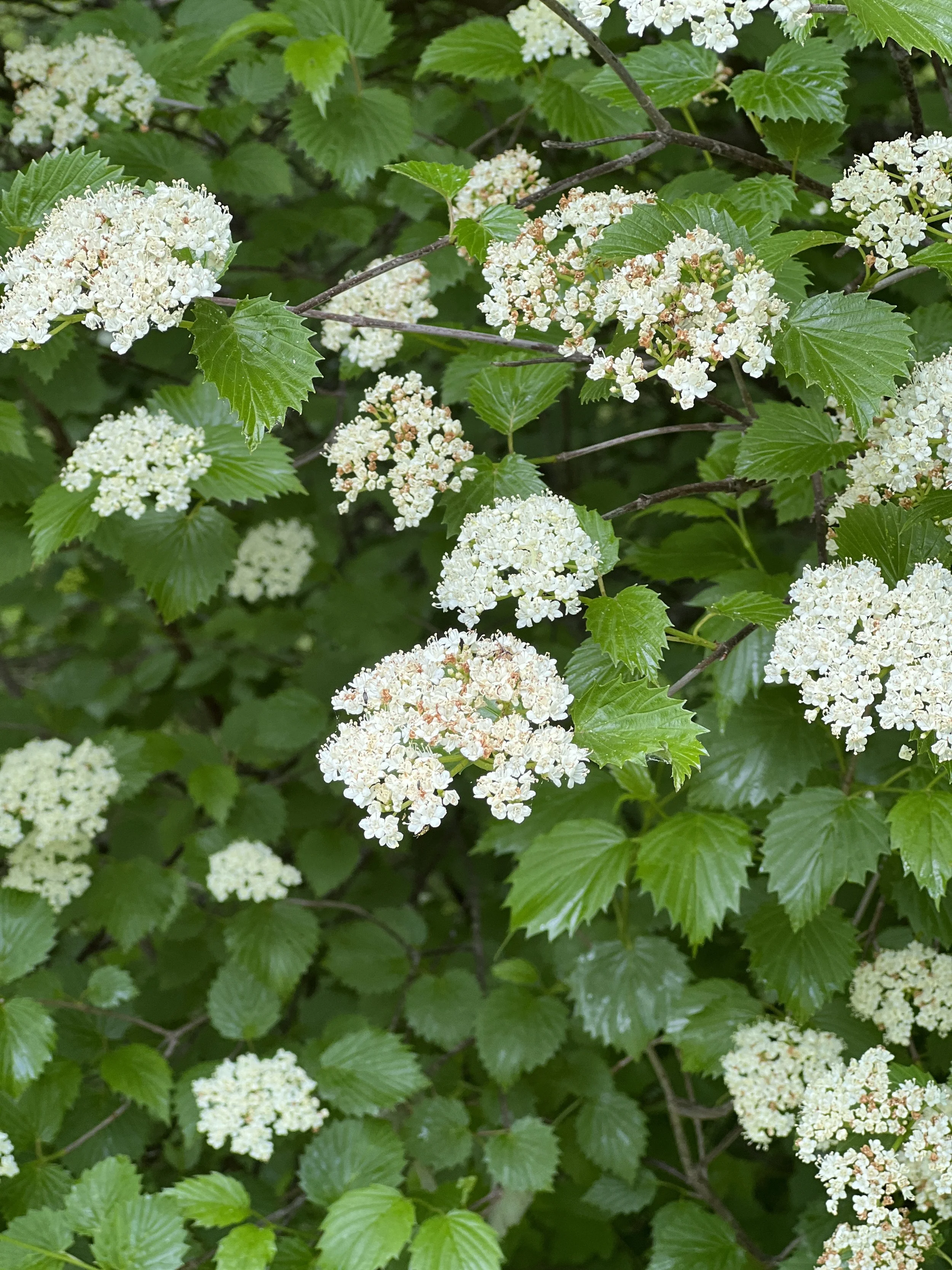 Arrowwood Viburnum