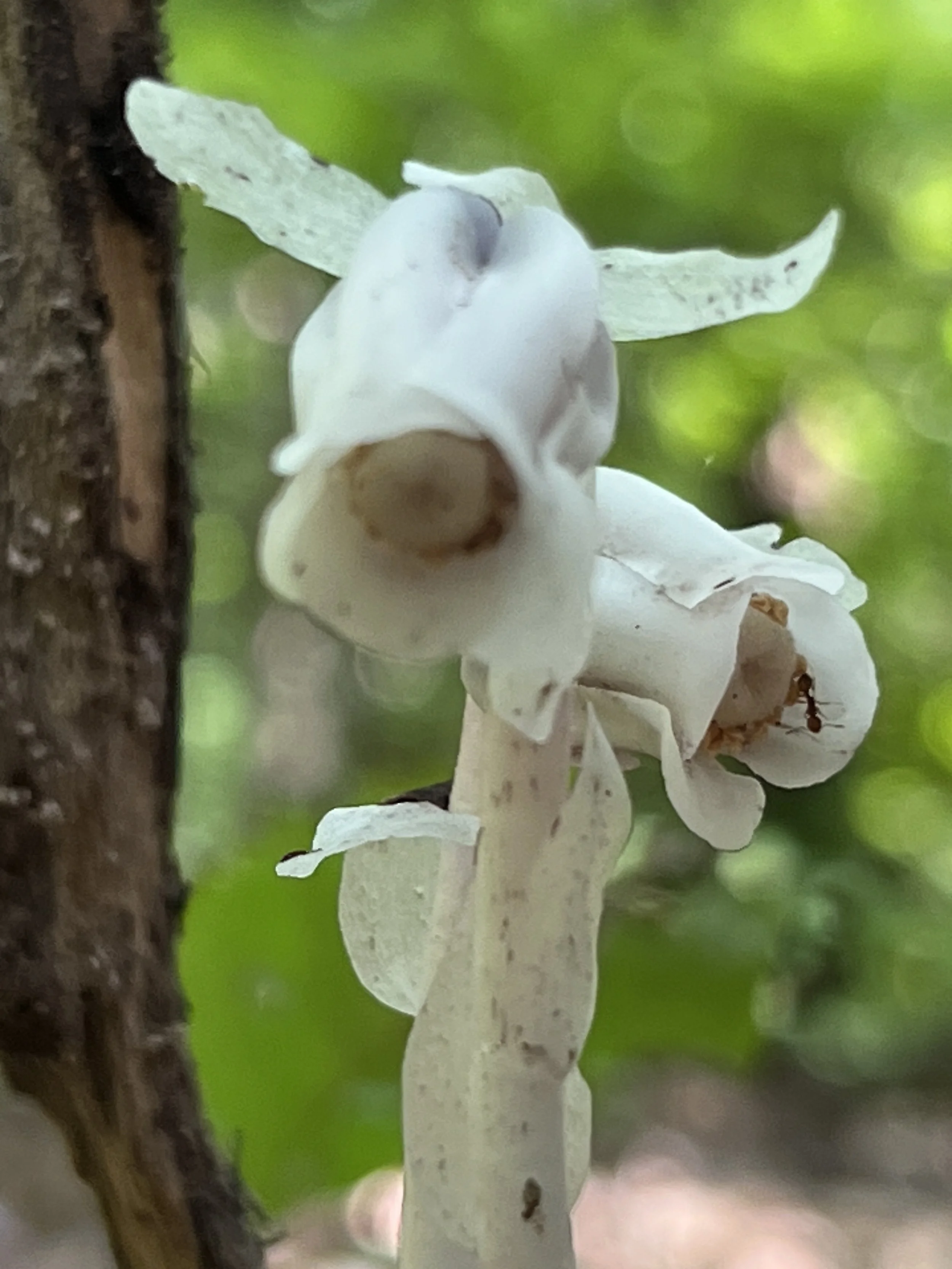 Indian Pipe
