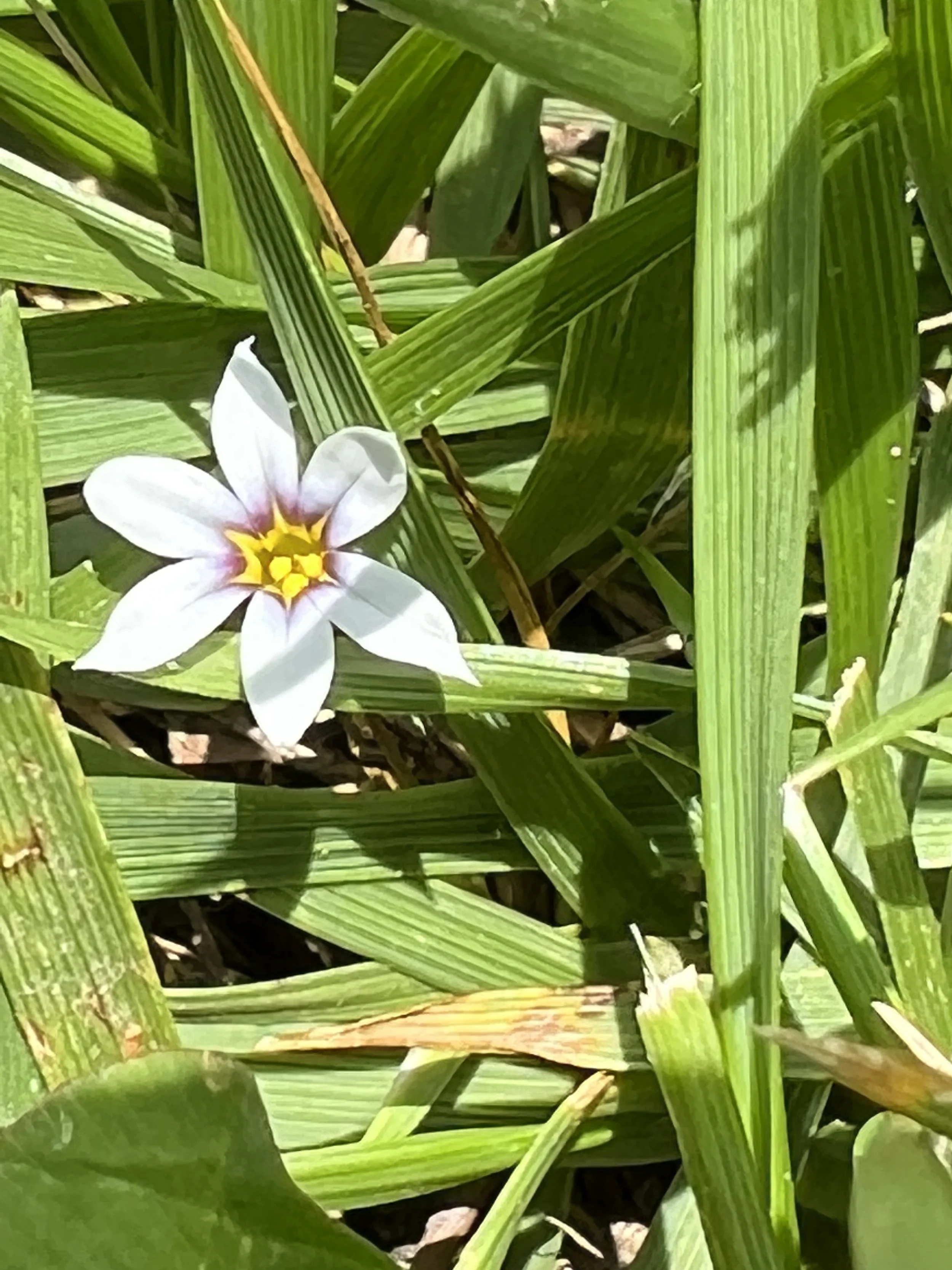 Annual Blue-eyed Grass