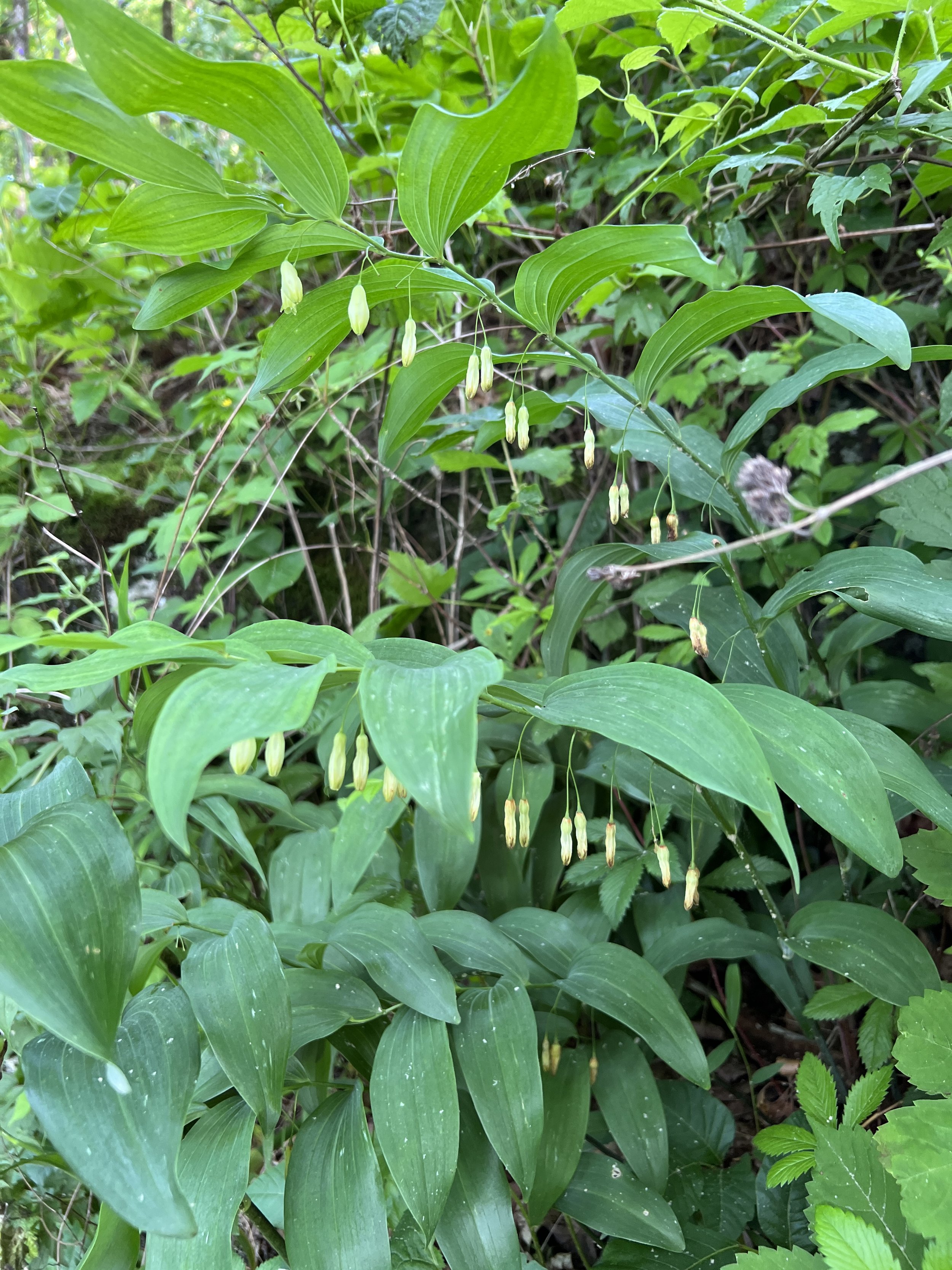 Solomon's Seal
