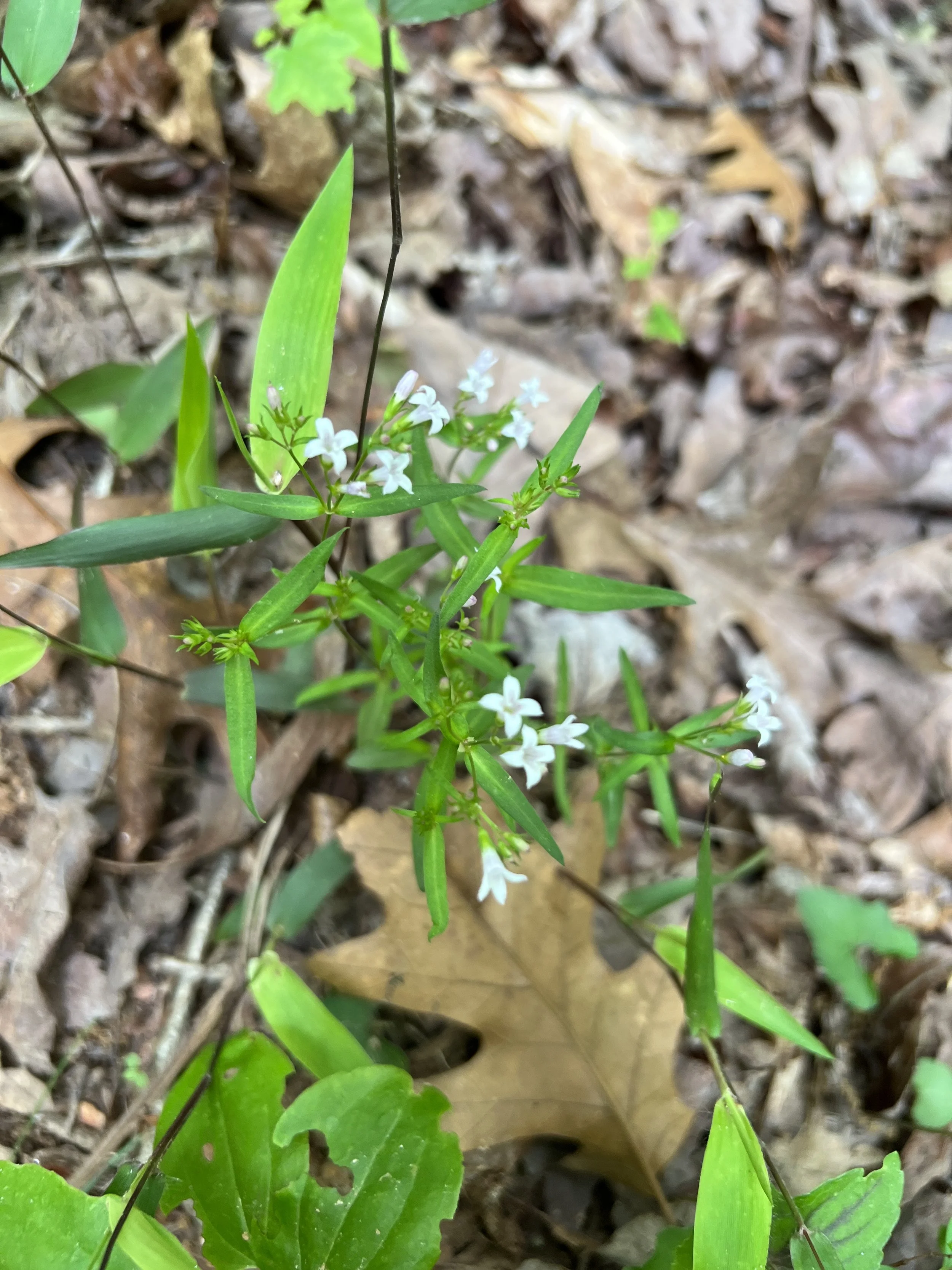 Longleaf Summer Bluet