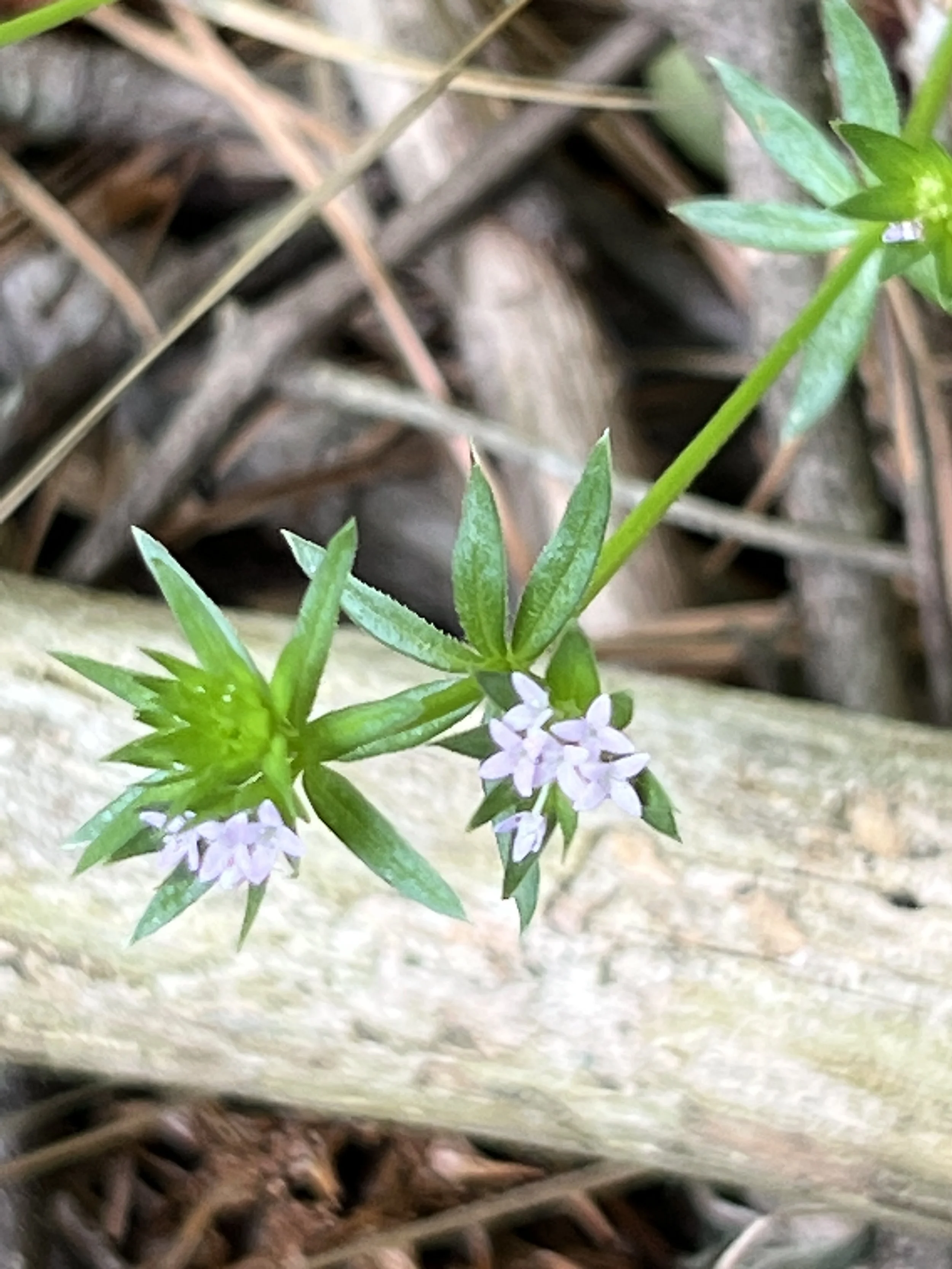 Field Madder (non-native)