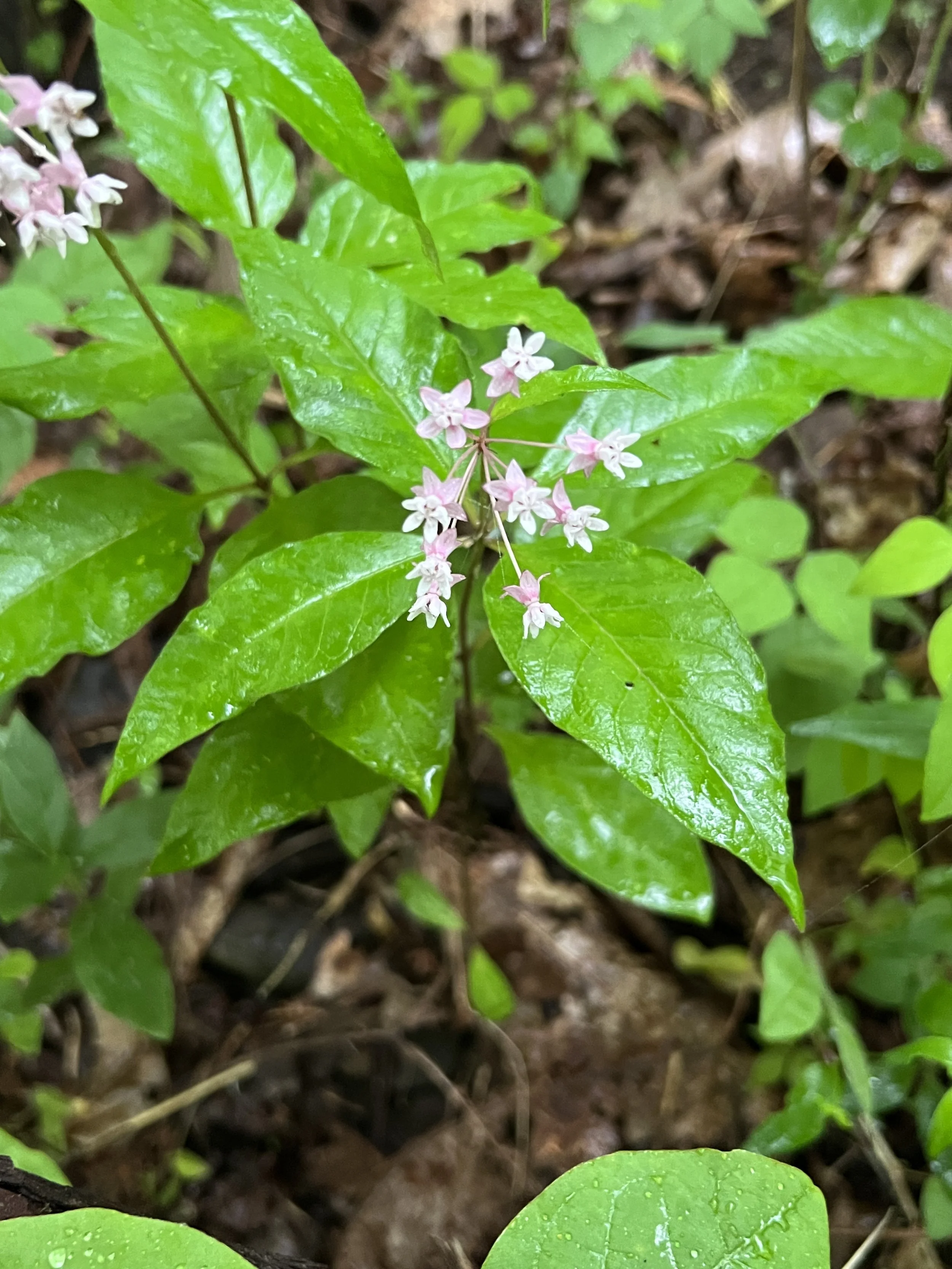 Four-leaf Milkweed
