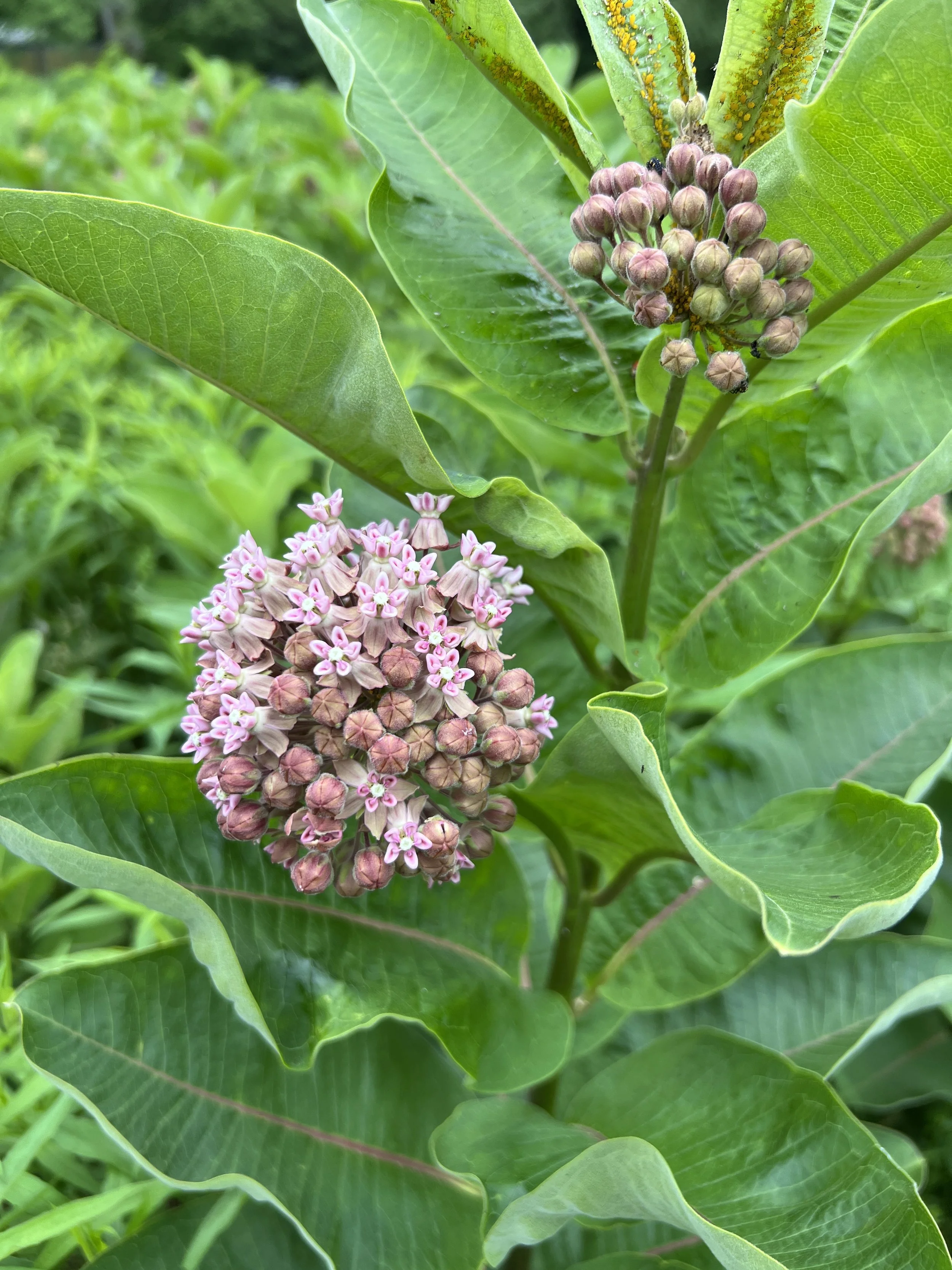 Common Milkweed
