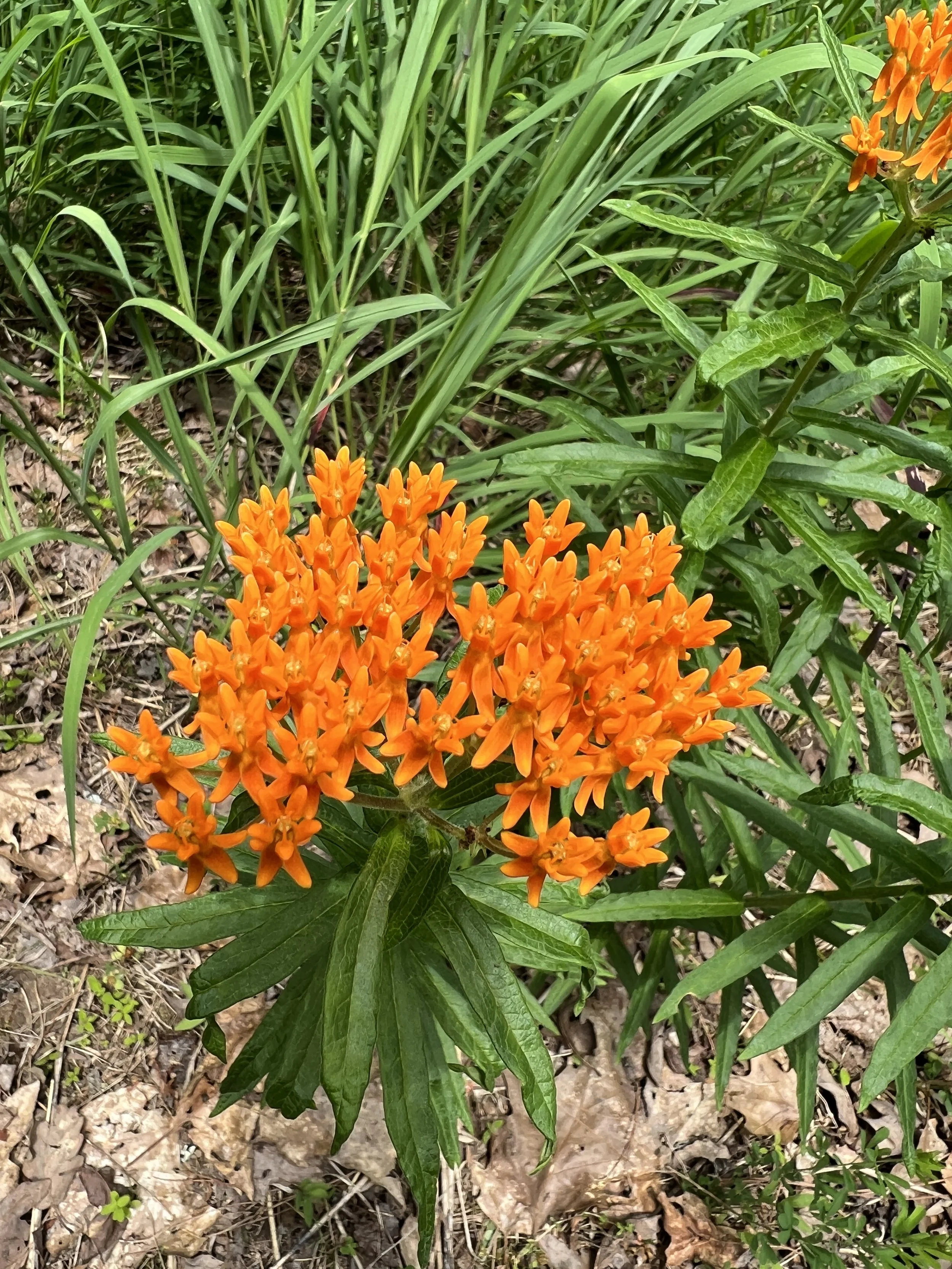 Butterfly Weed