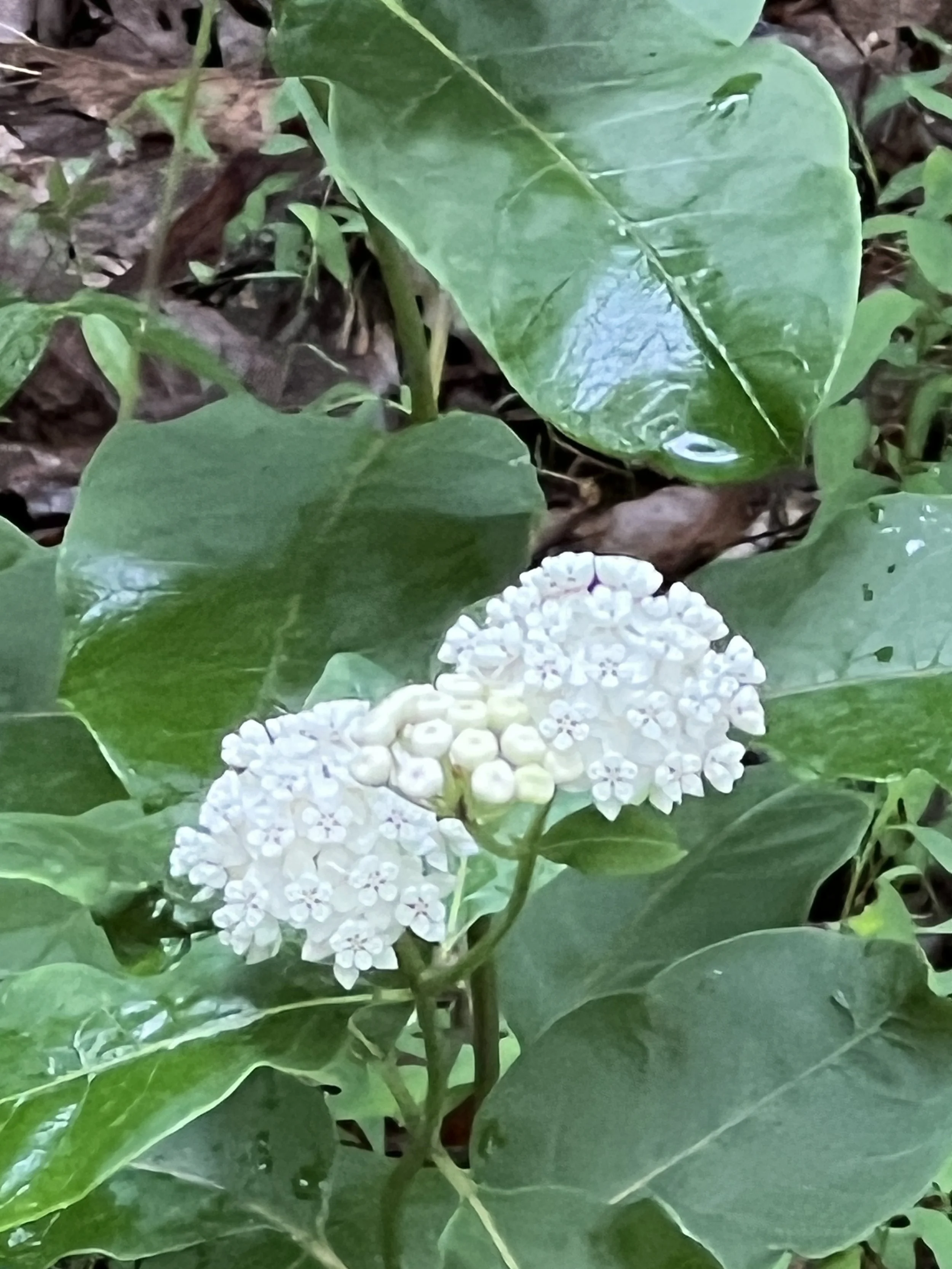 Redring Milkweed, White