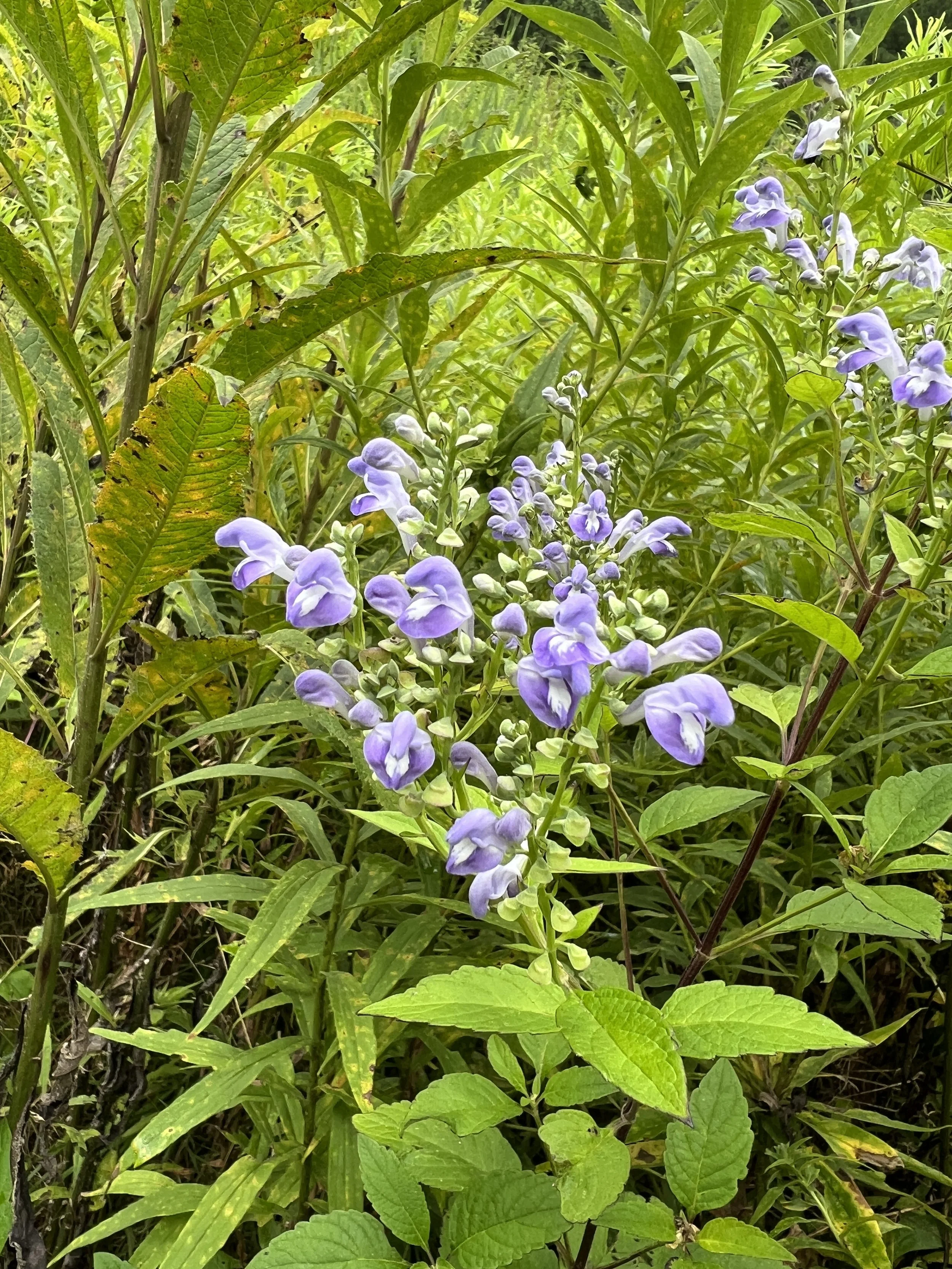 Downy Skullcap, Hoary
