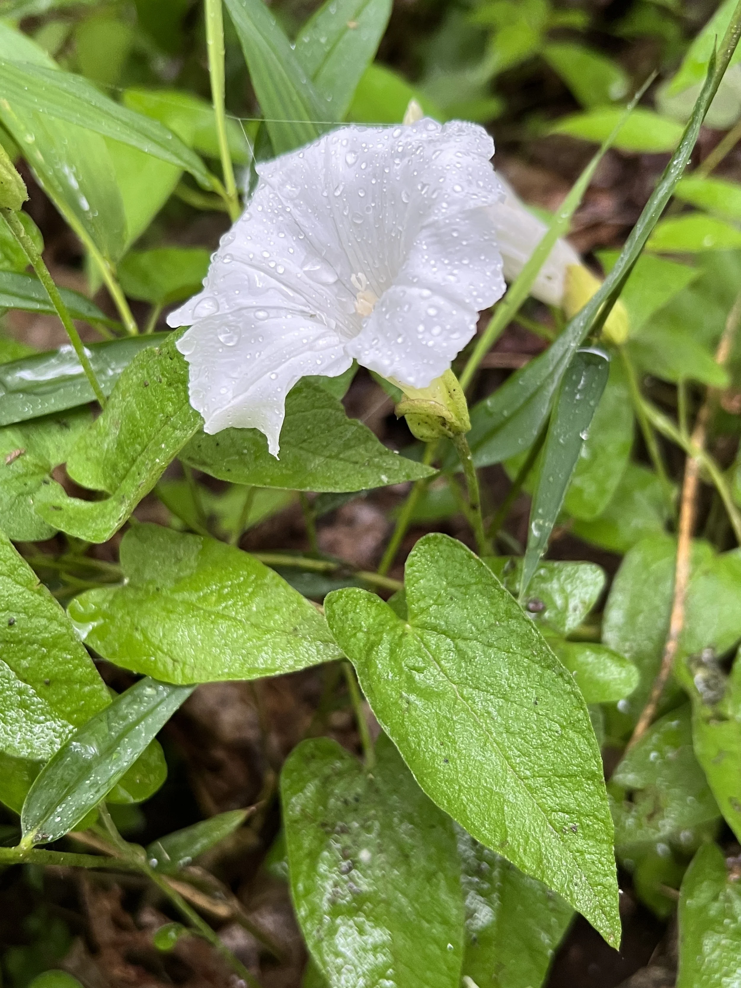 Hedge Bindweed
