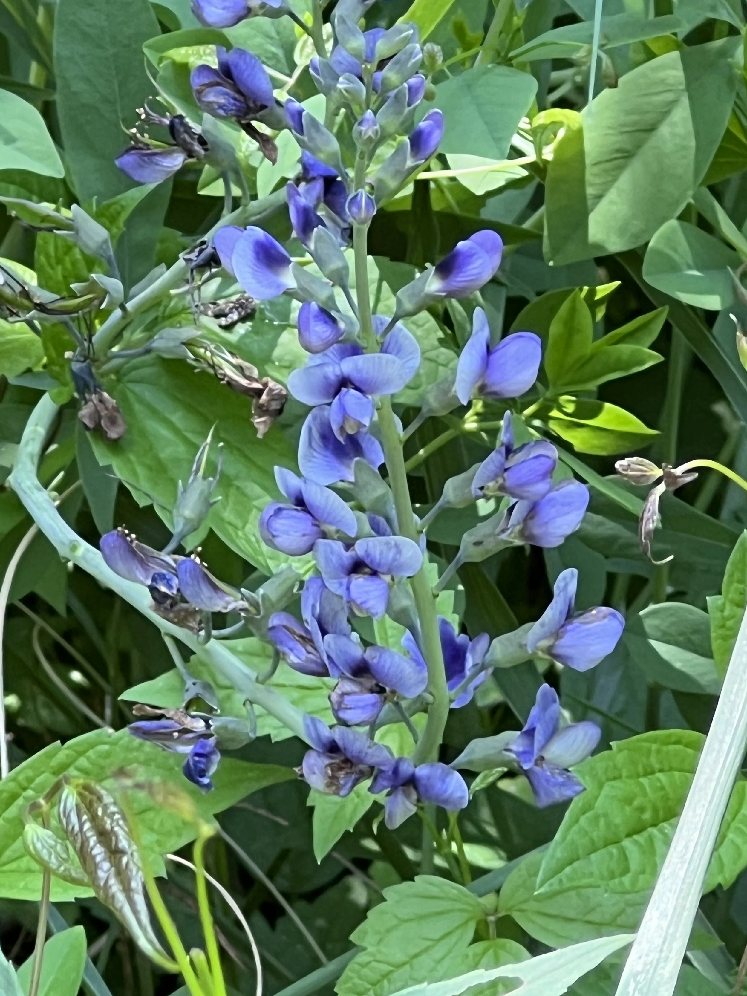 Blue wild Indigo