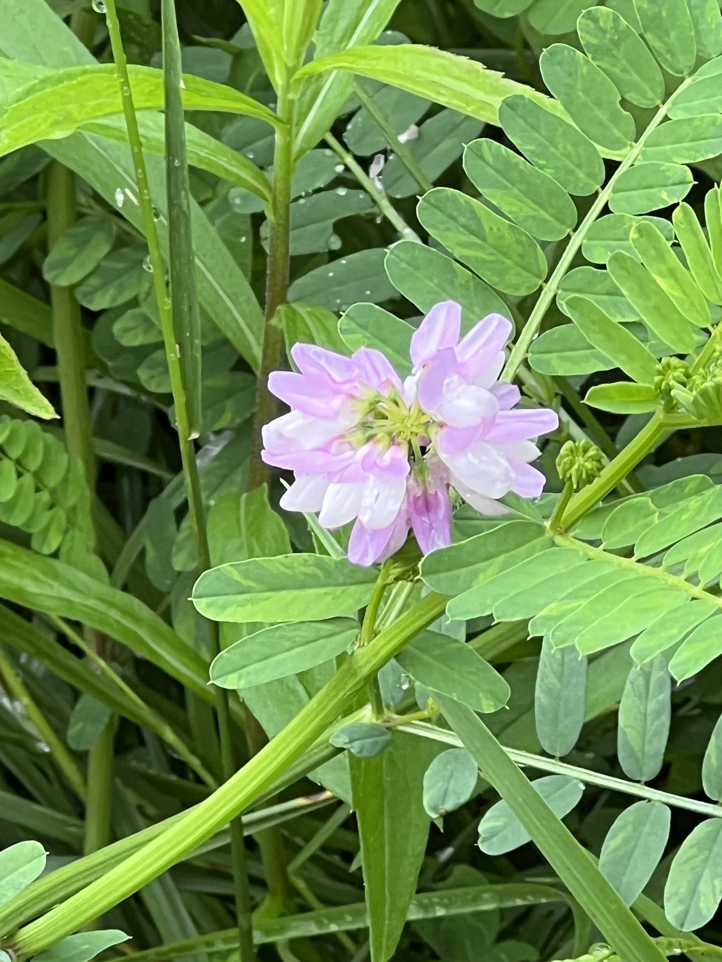 Crown Vetch (nonnative)