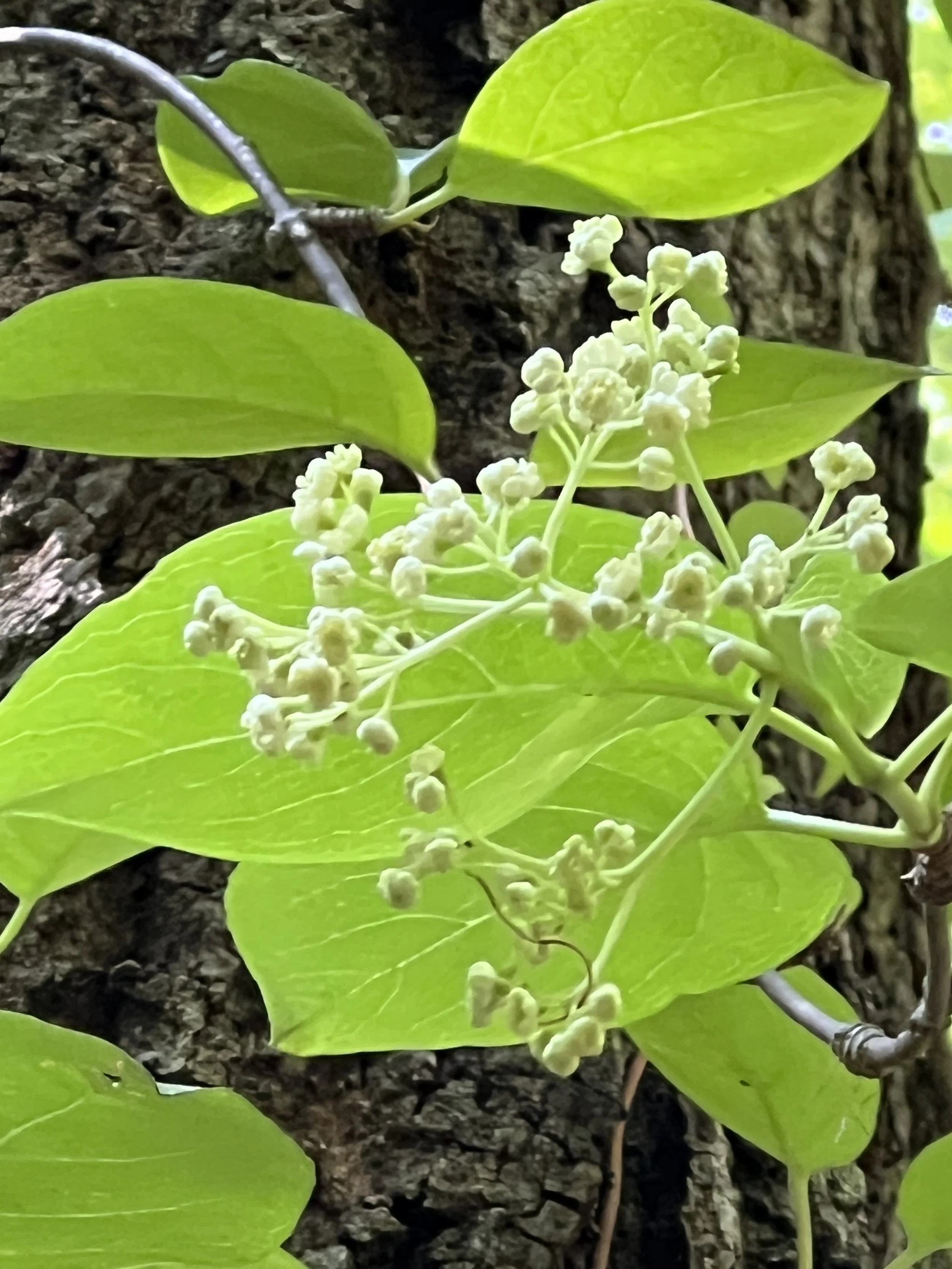Climbing Hydrangea