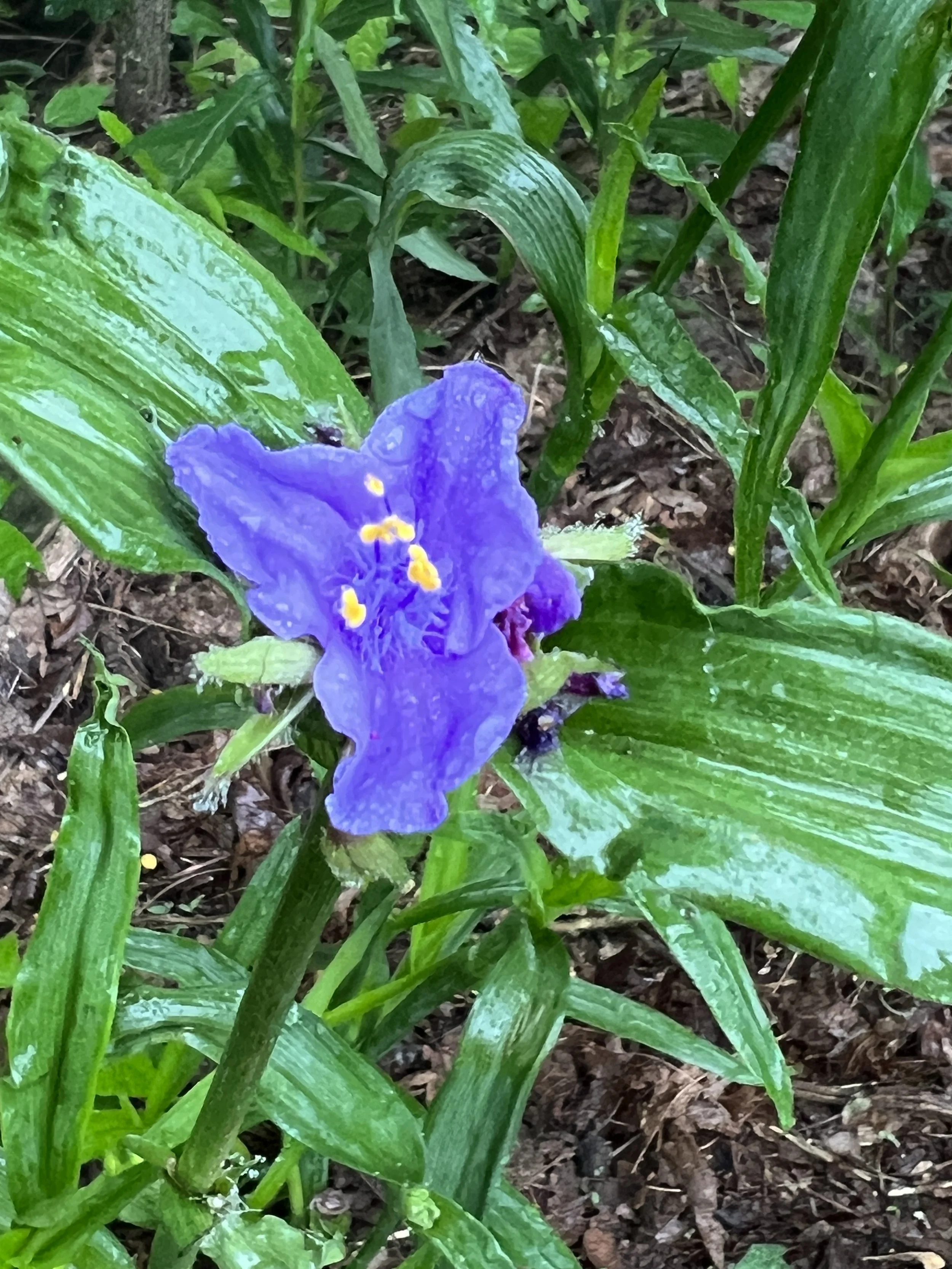 Spiderwort