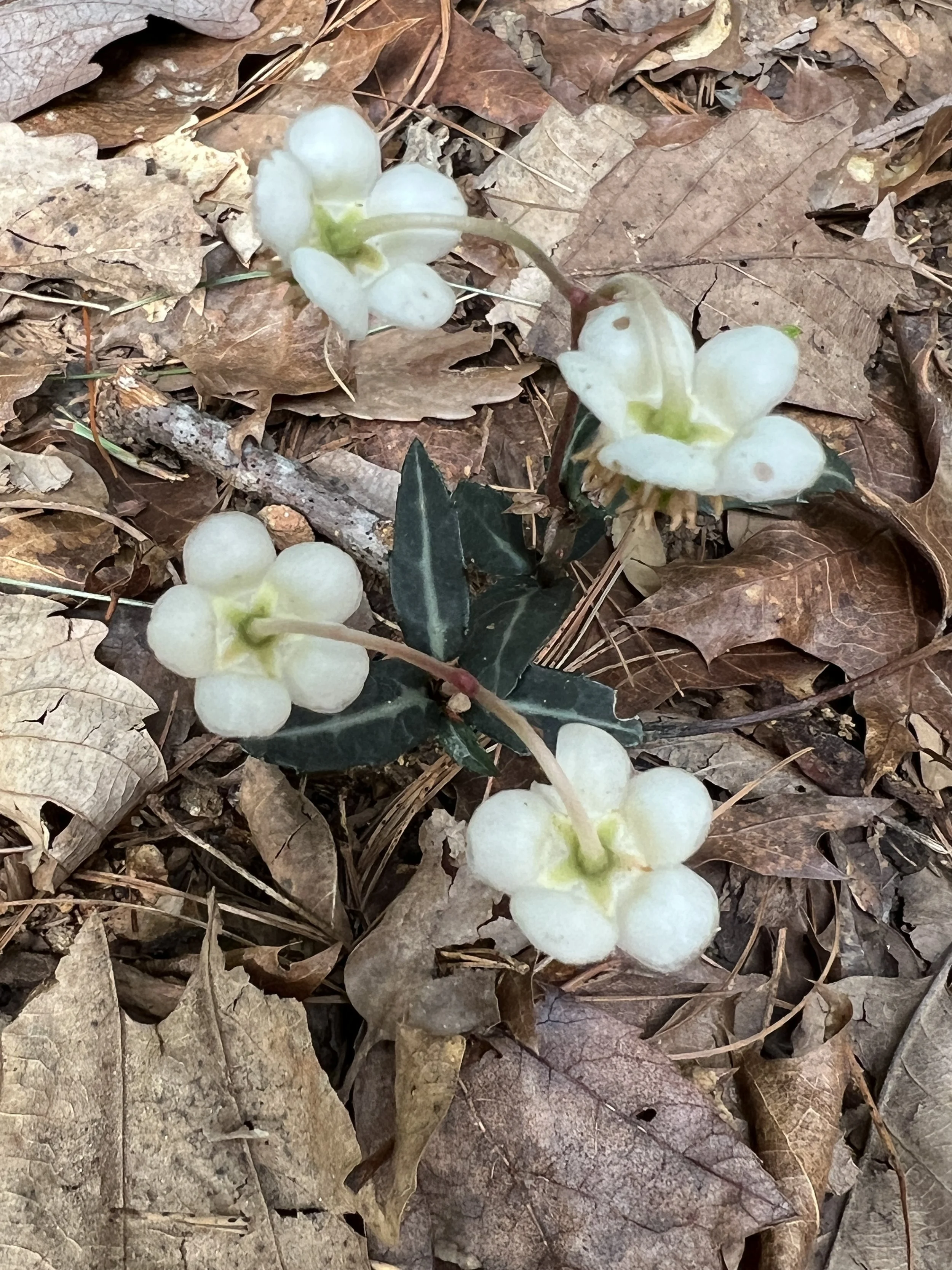 Pipsissewa, Spotted Wintergreen