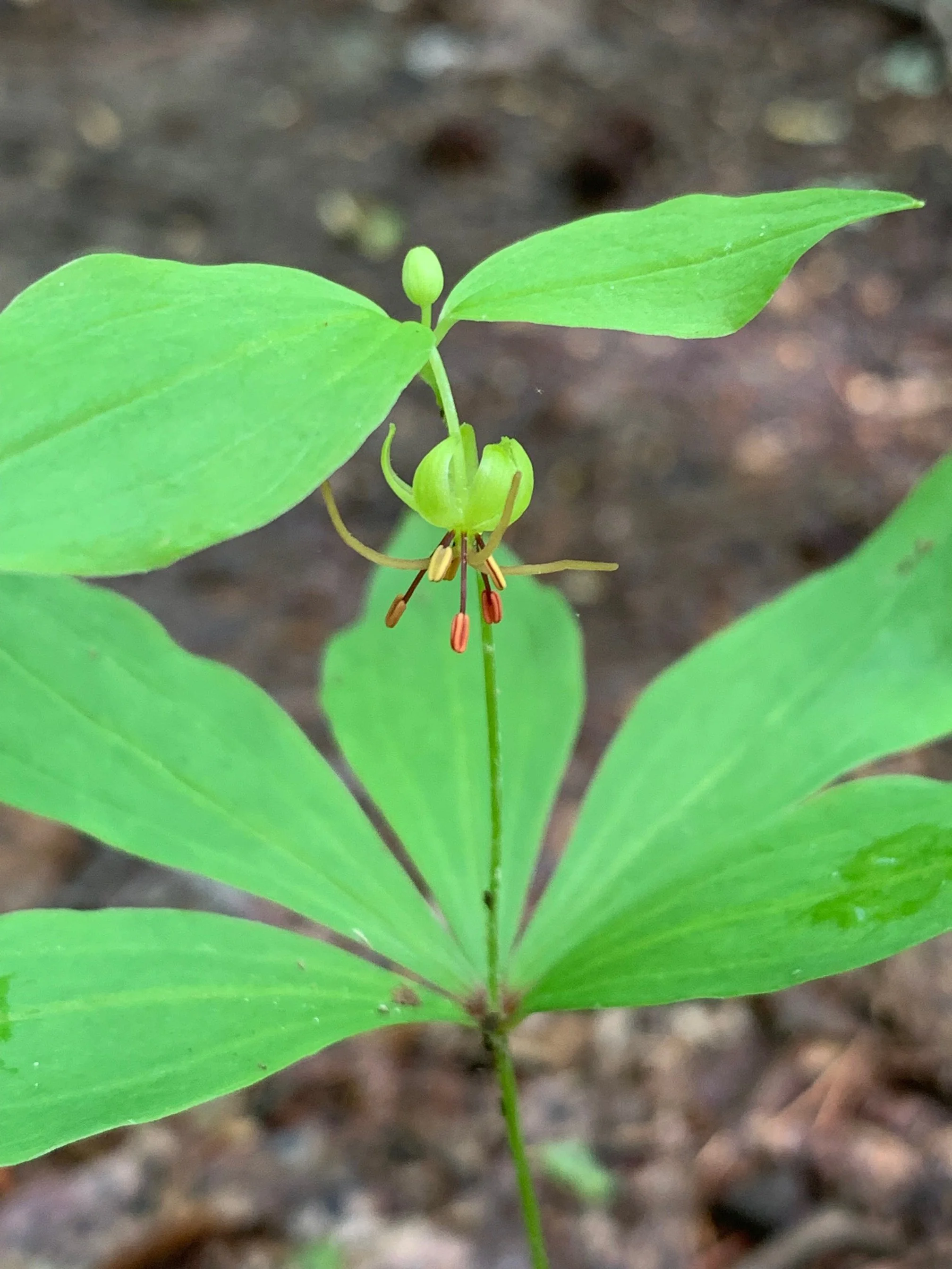Indian Cucumber Root