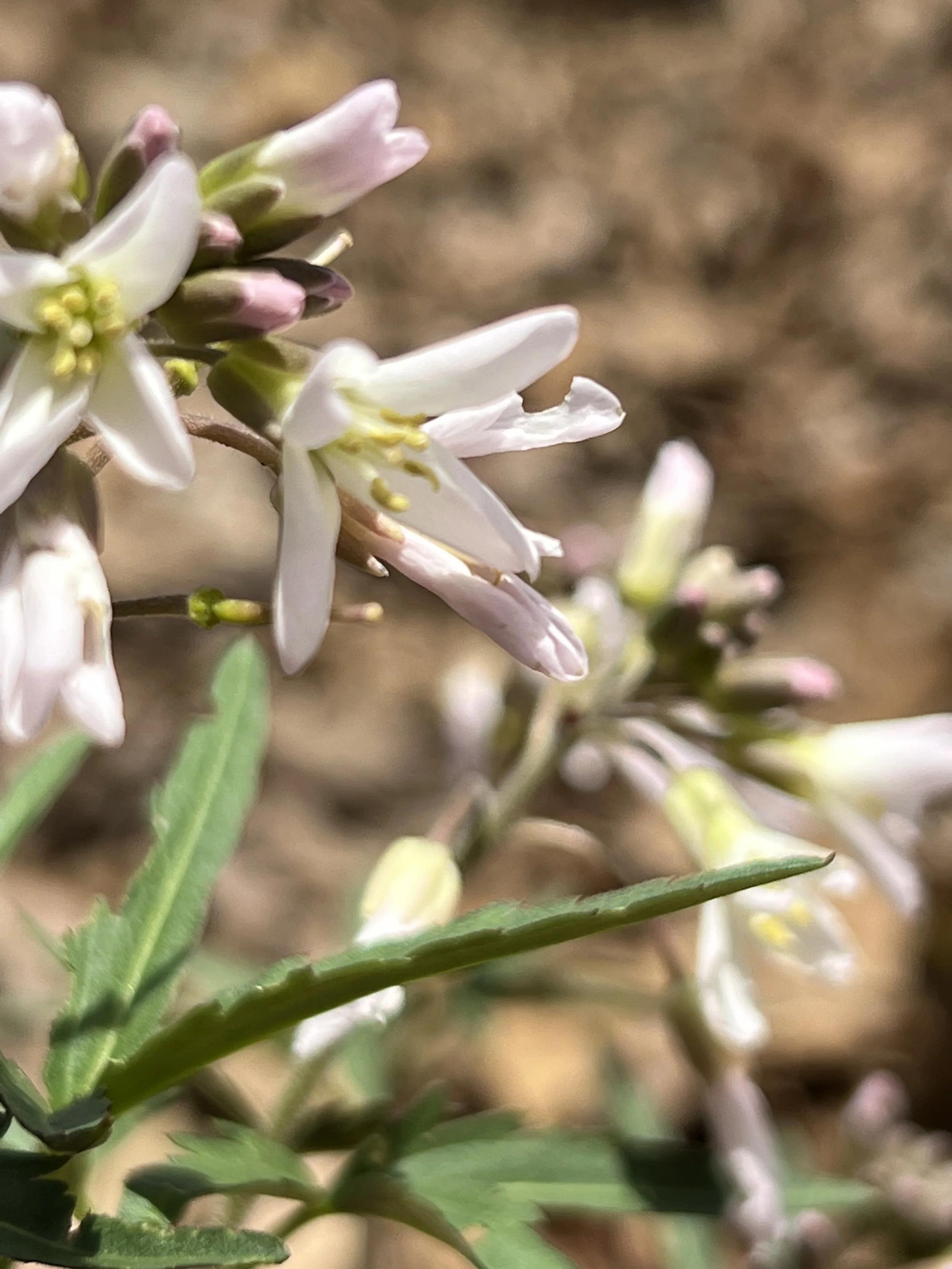 Cutleaf Toothwort