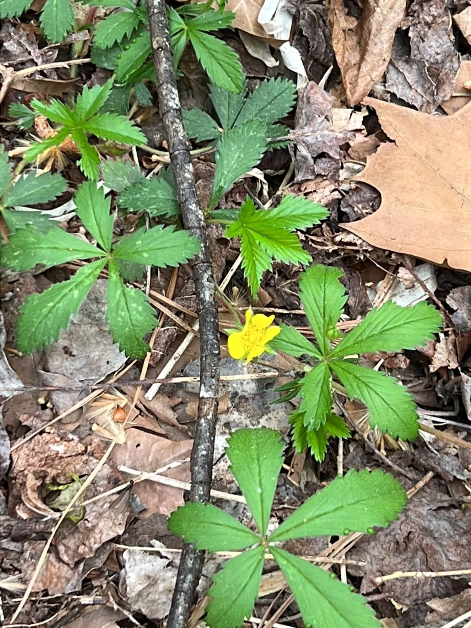 Dwarf Cinquefoil