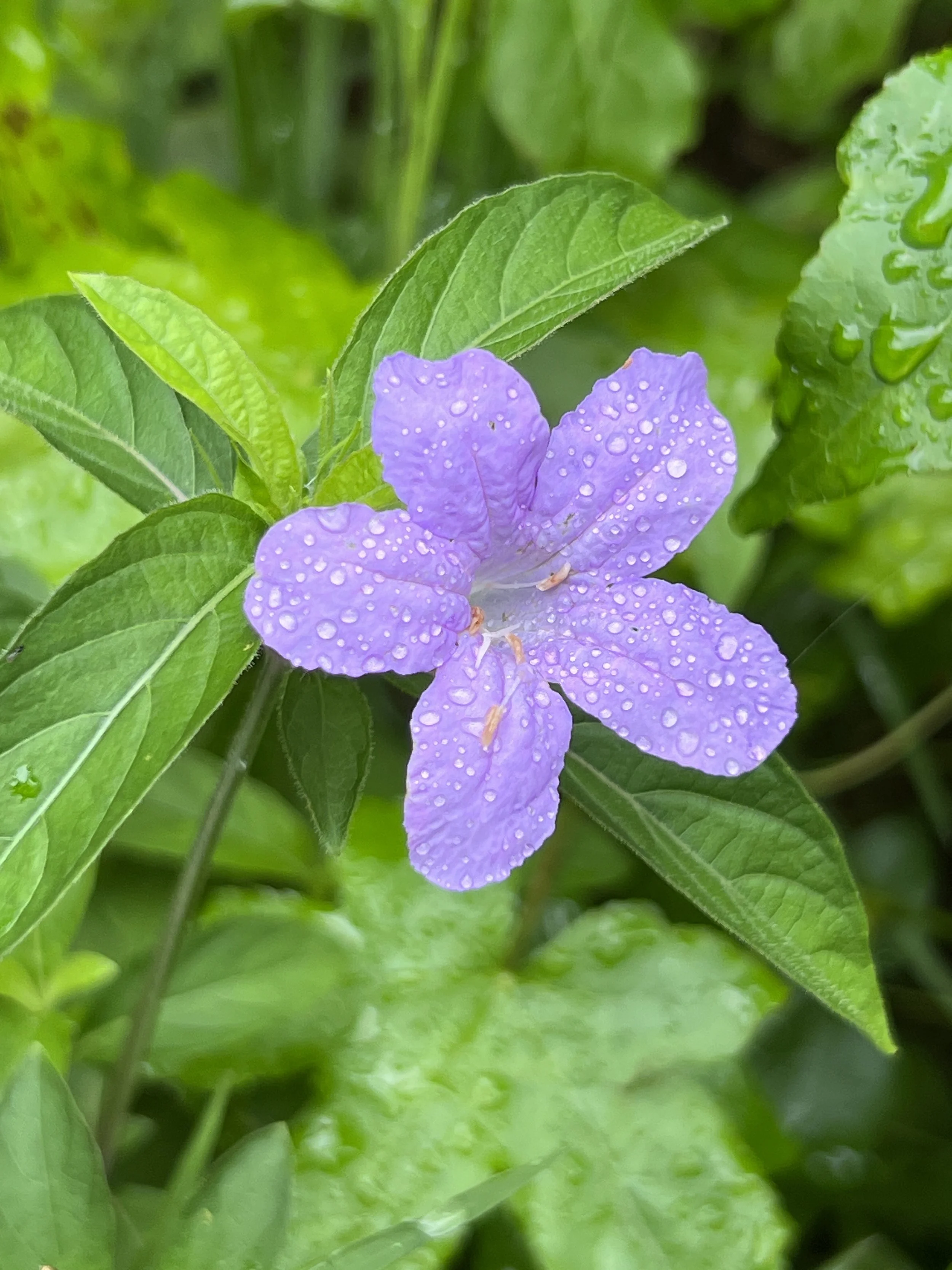 Carolina Wild Petunia