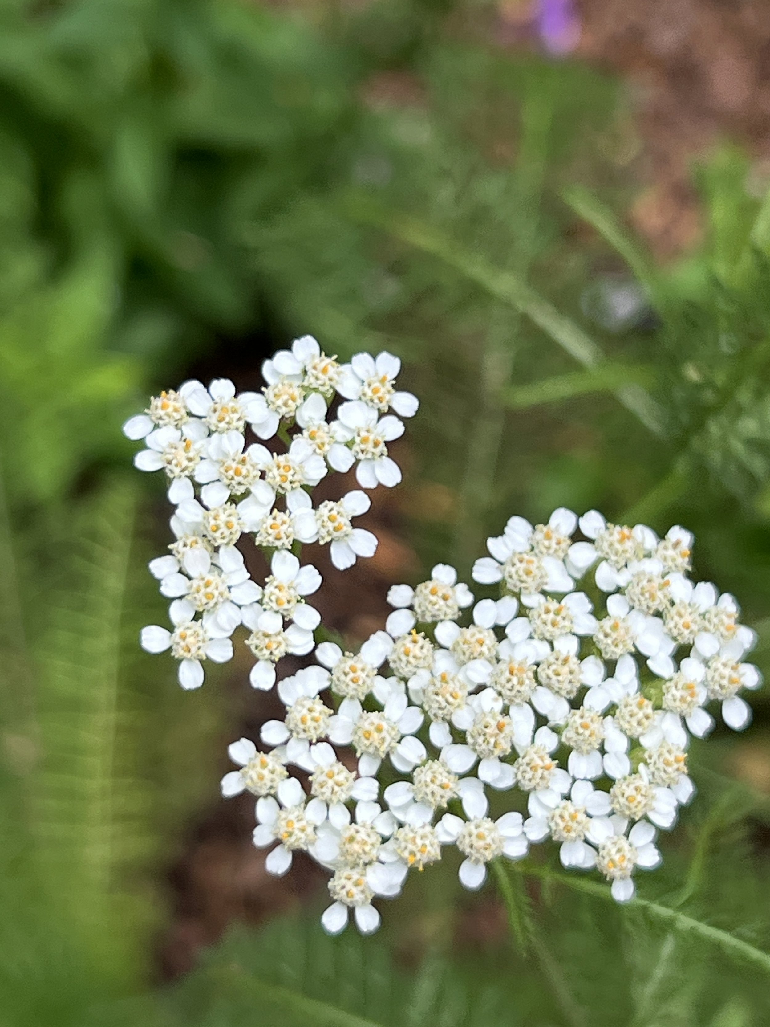 Yarrow