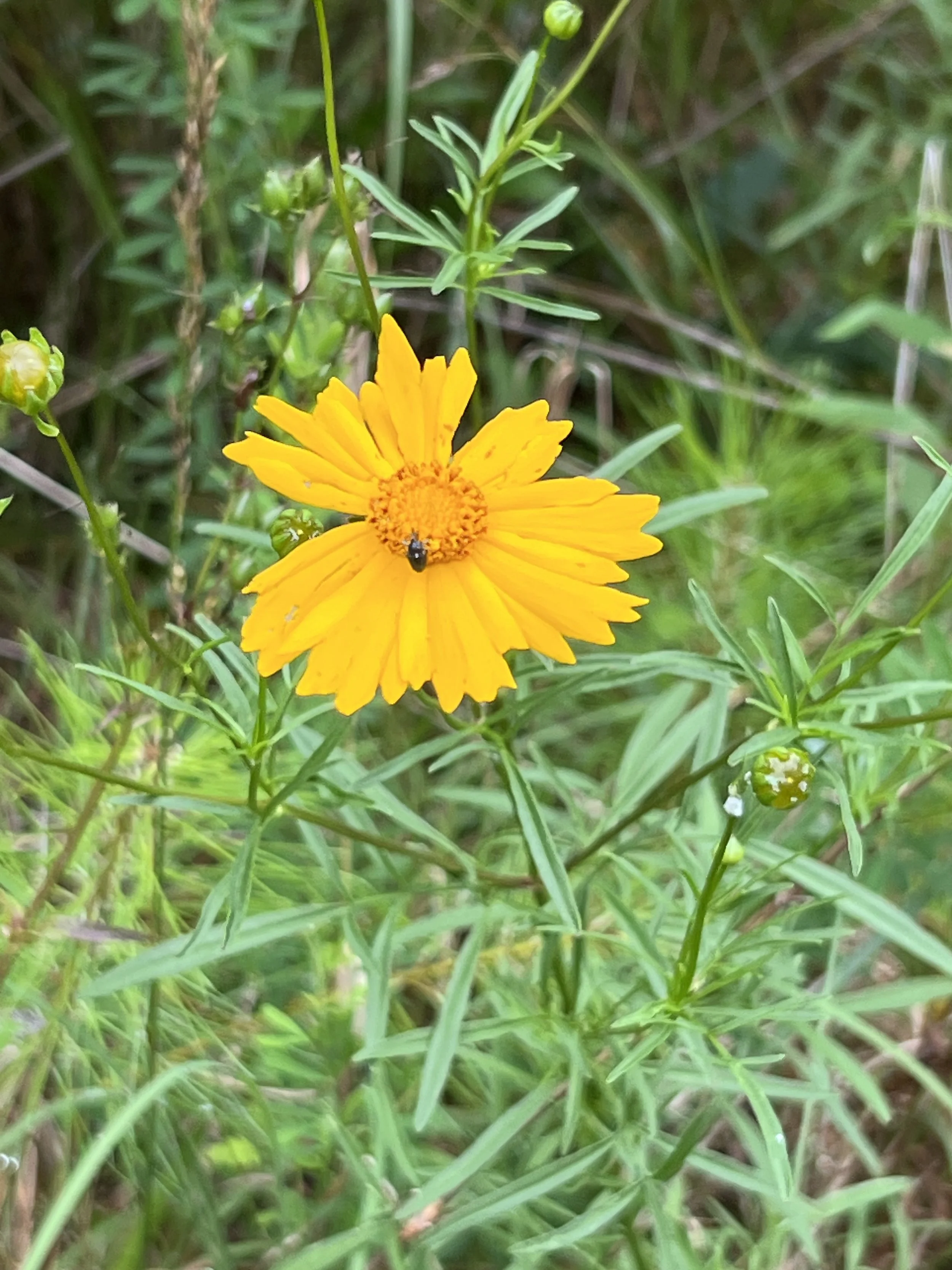 Lanceleaf Coreopsis