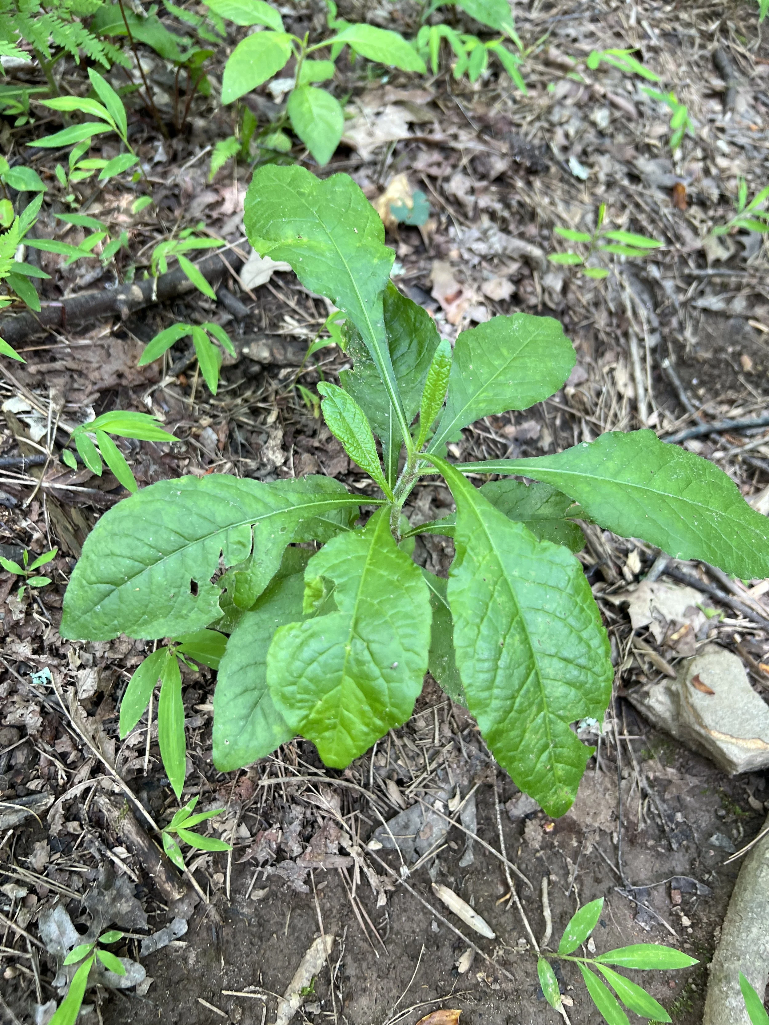 Carolina Elephantsfoot
