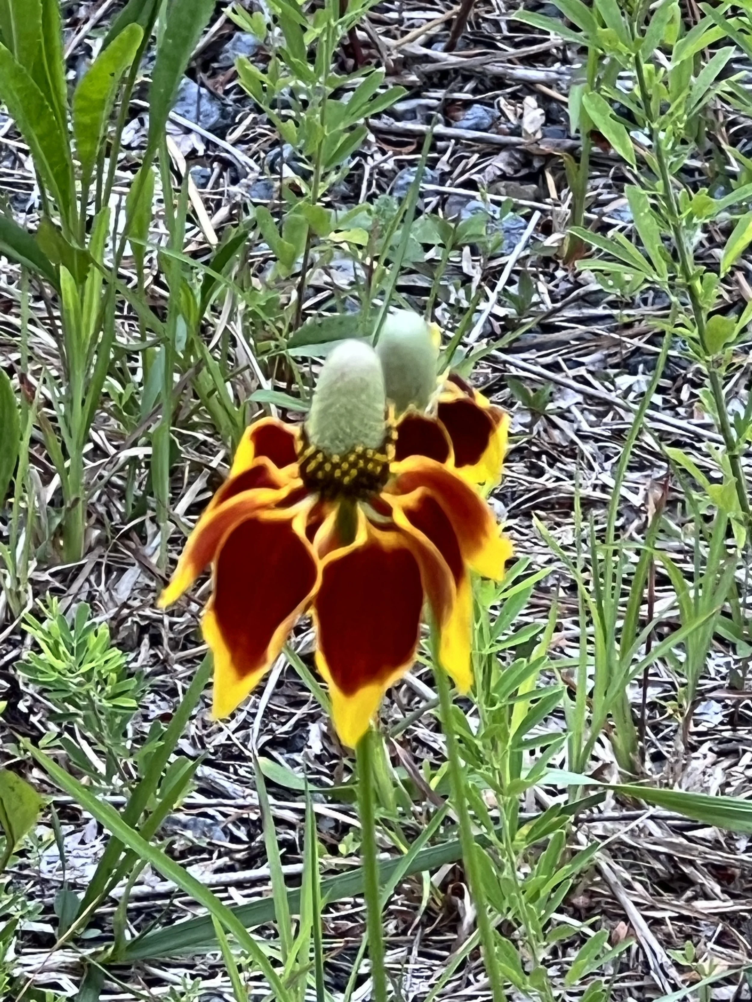 Prairie Coneflower