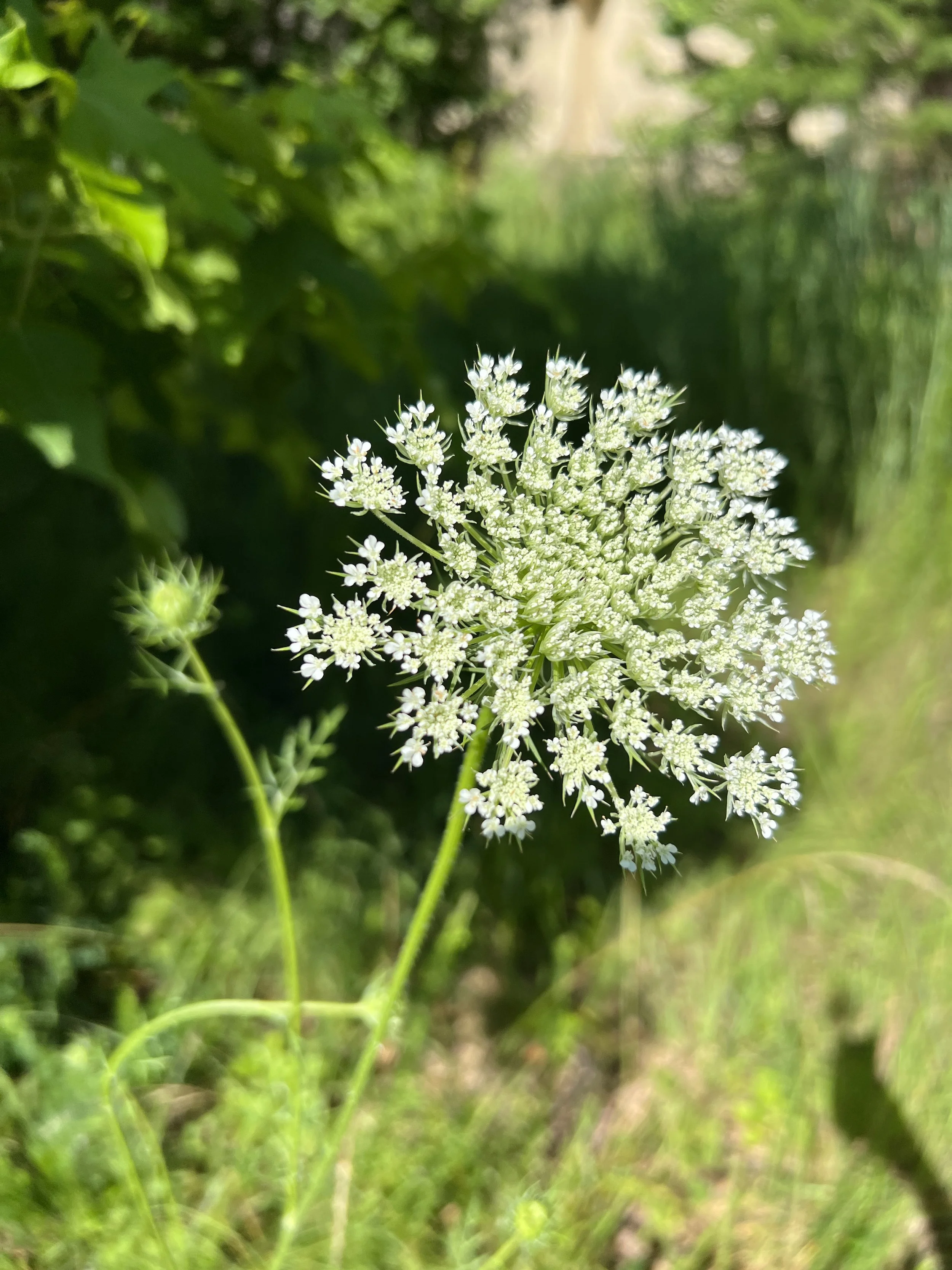Queen Anne's Lace (non-native)