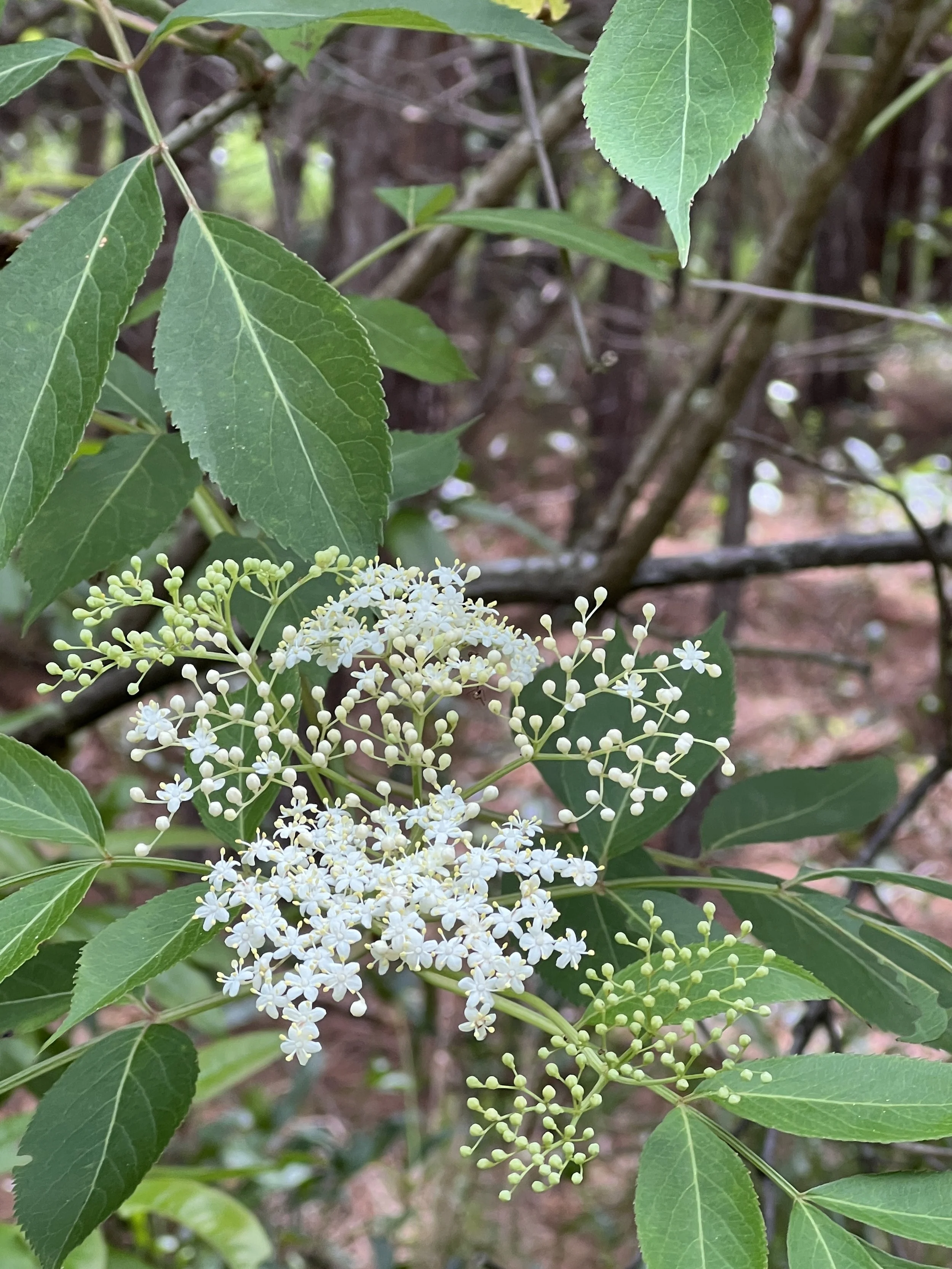 Elderberry