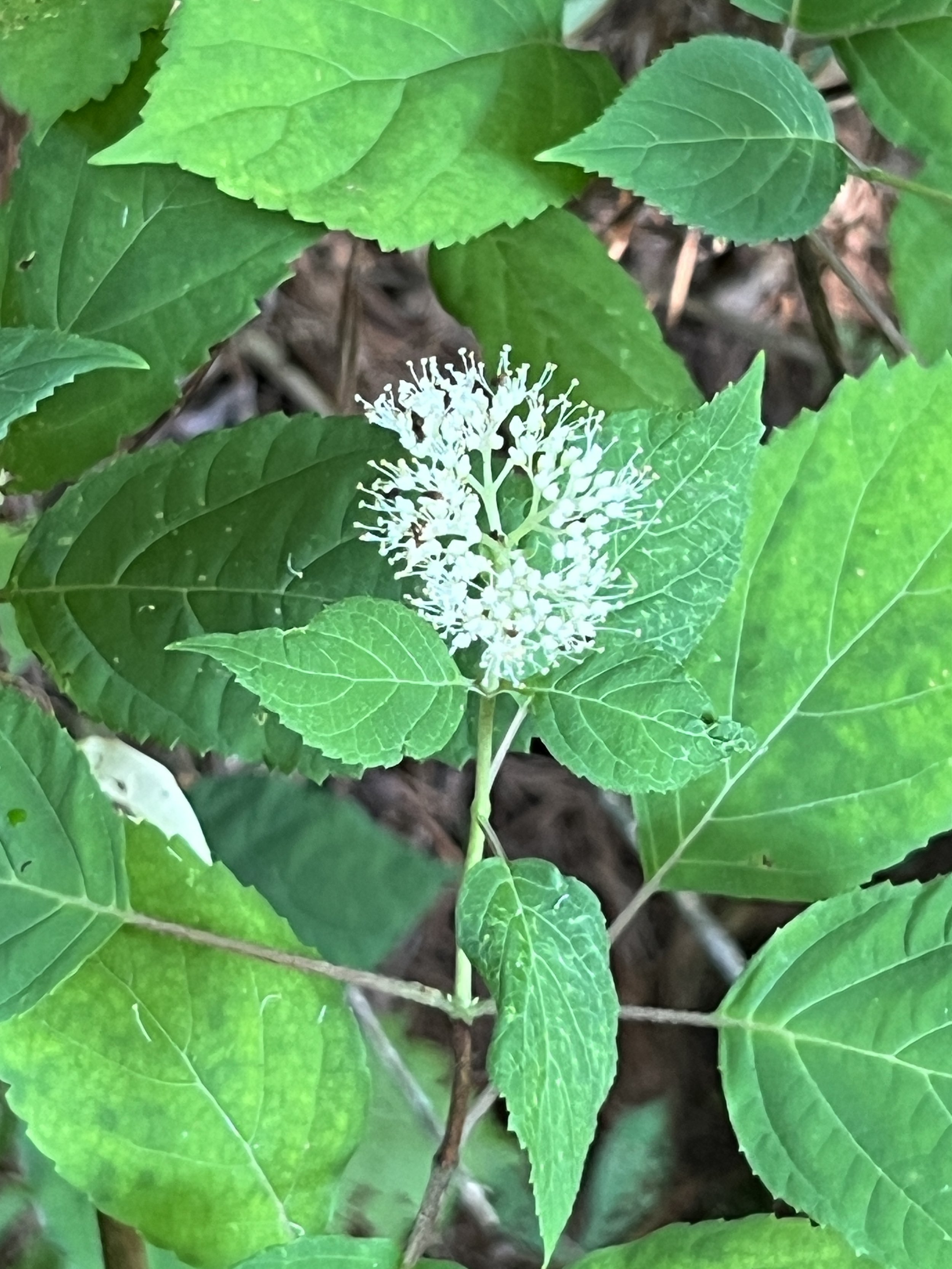Wild Hydrangea, Smooth