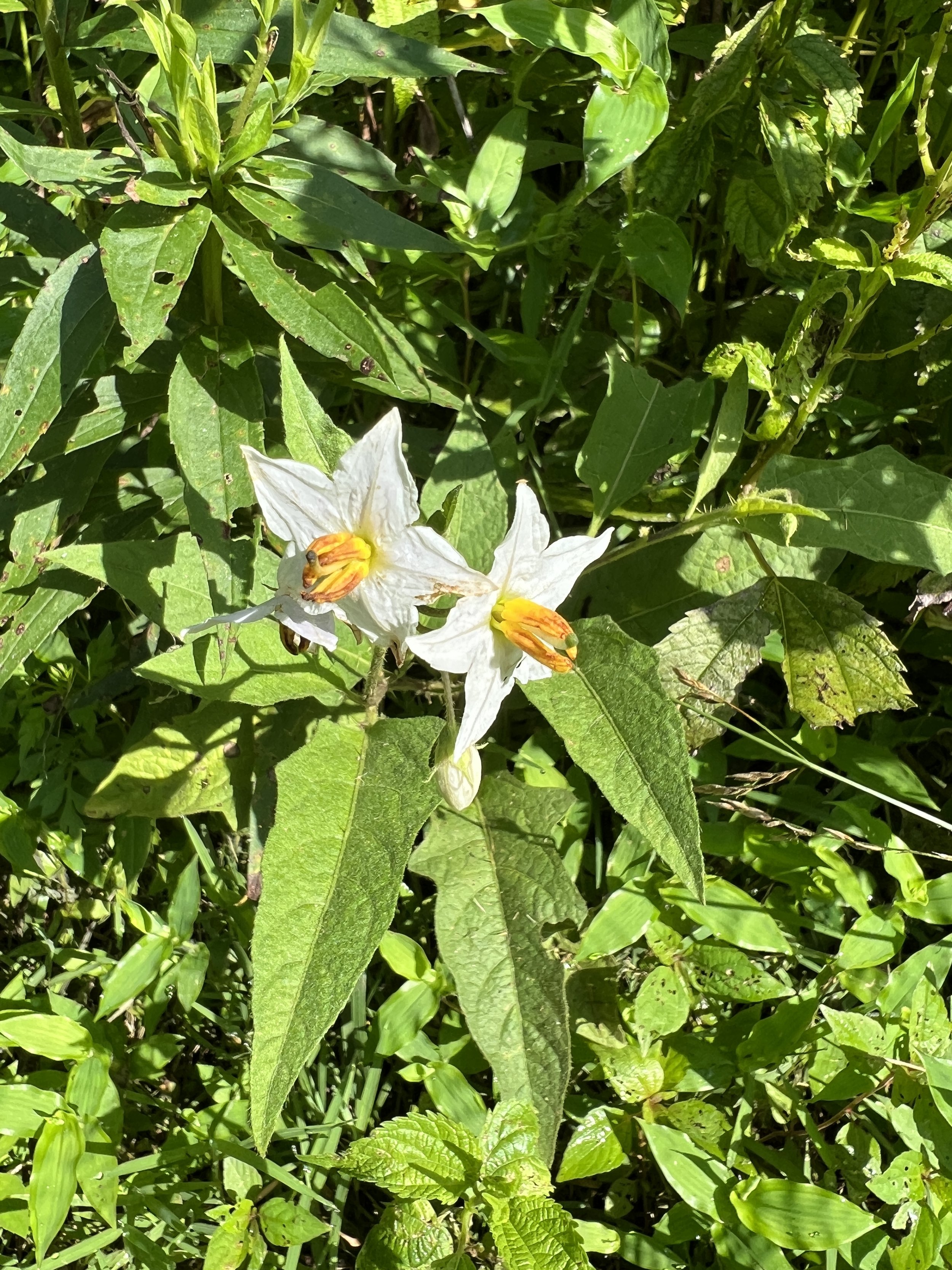 Carolina Horsenettle