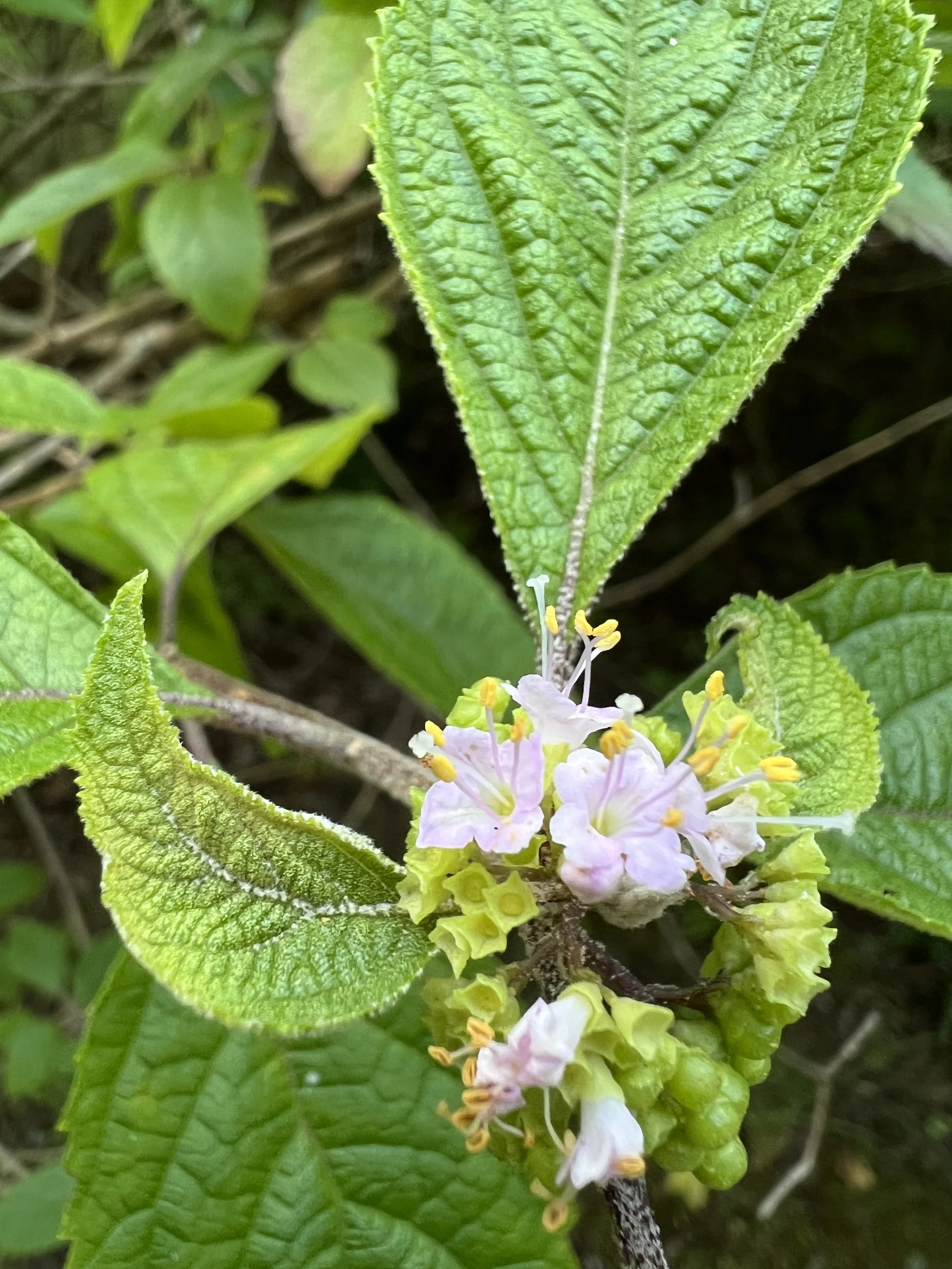 American Beautyberry