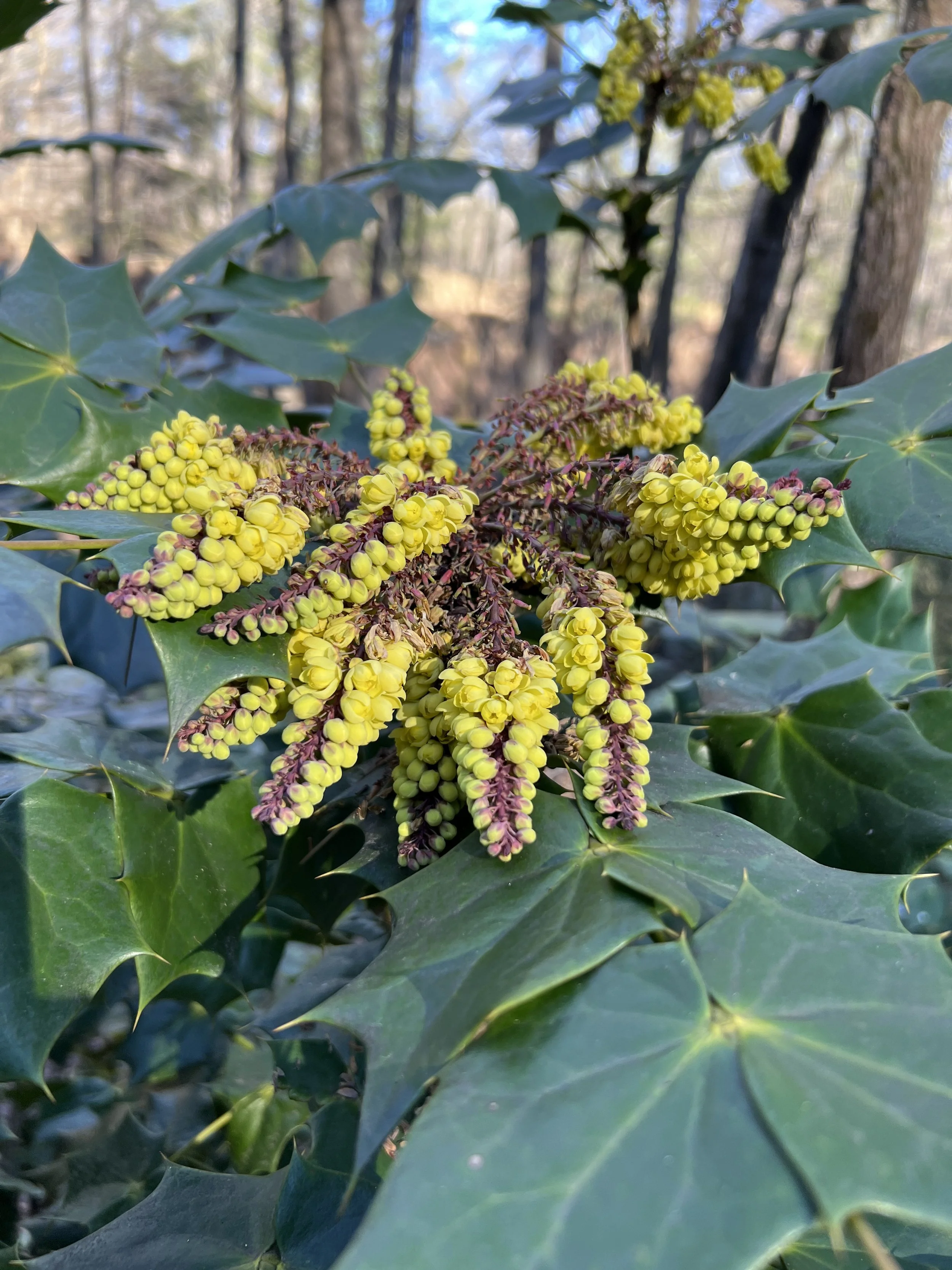 Leatherleaf Mahonia (non-native)