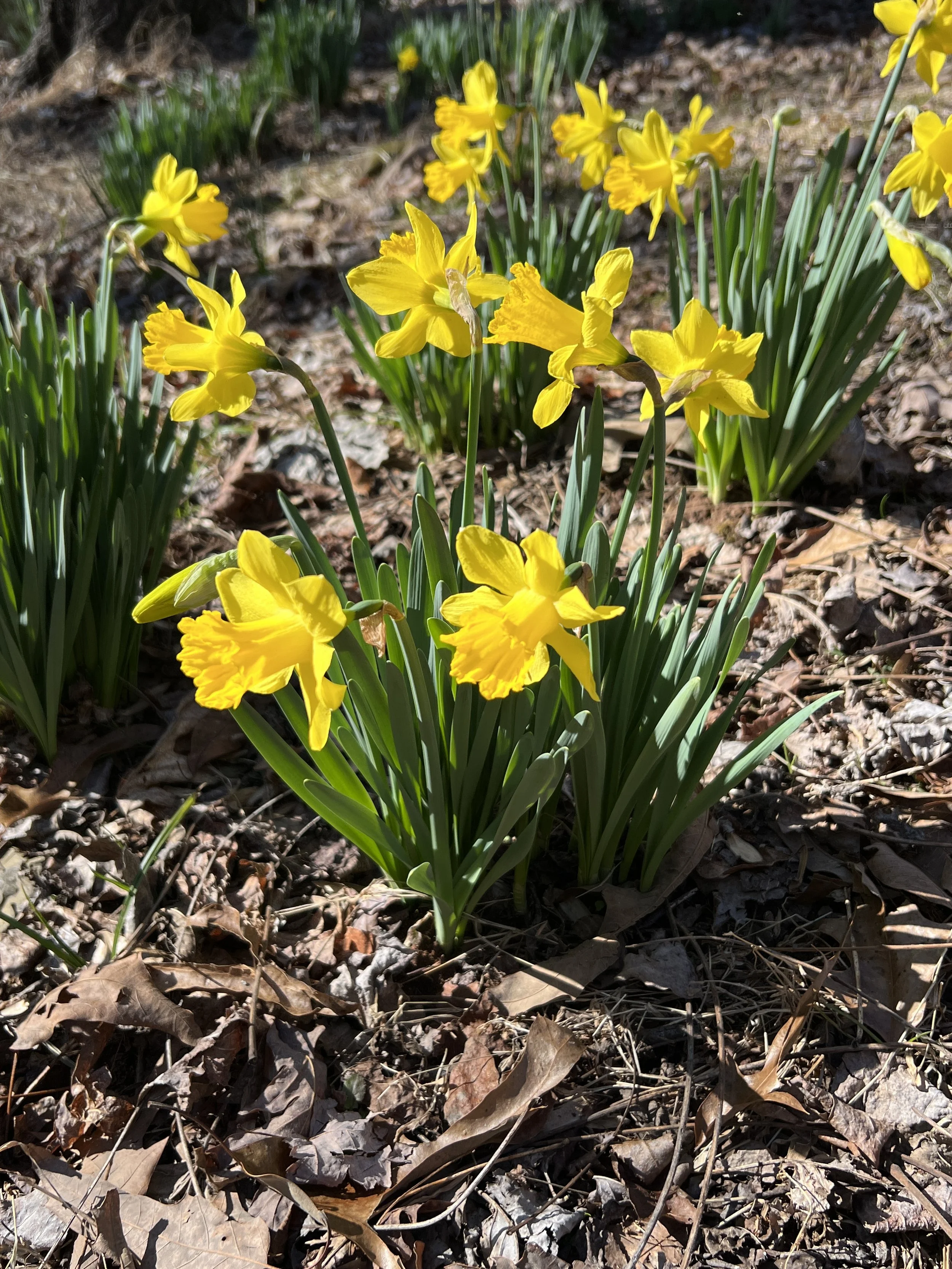 Daffodil, Jonquil (non-native)