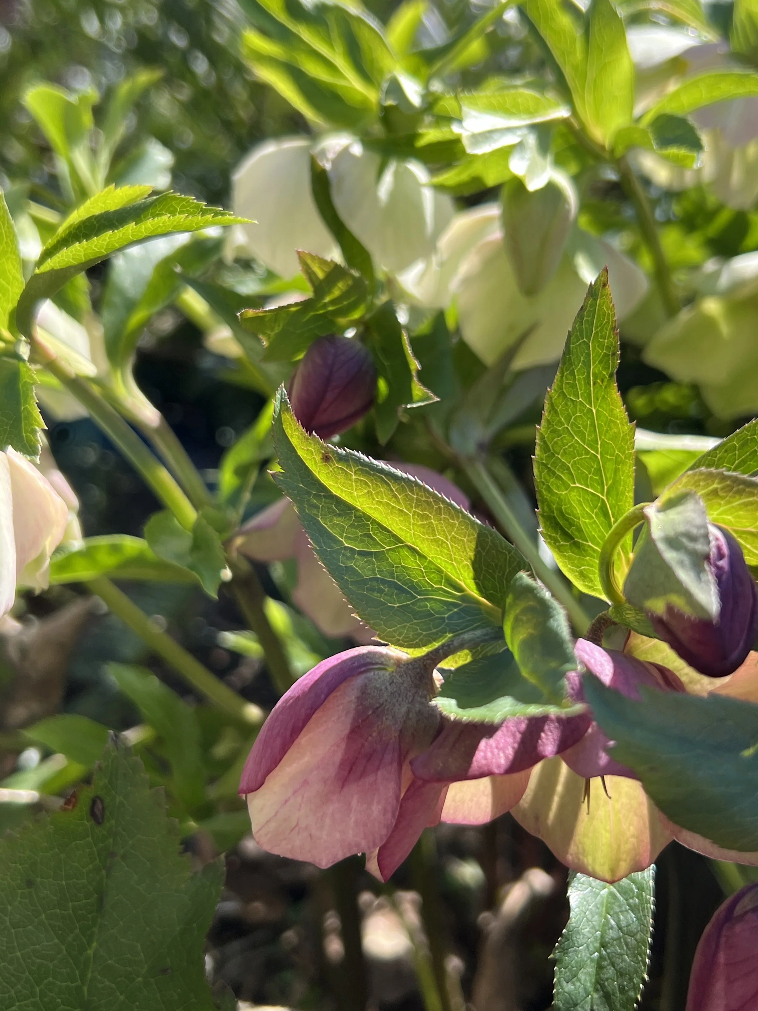 Lenten-rose (non-native)