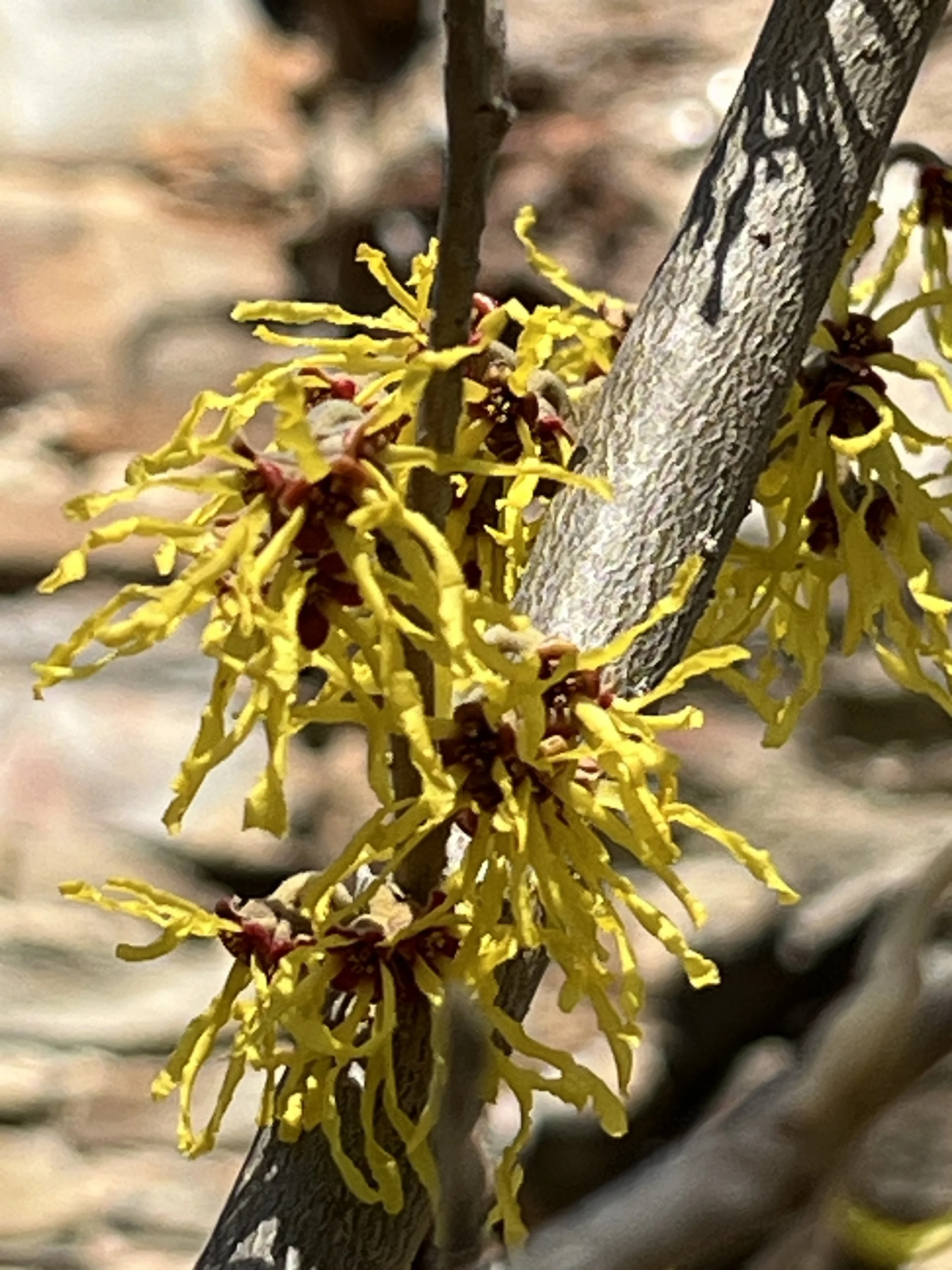 Witch Hazel