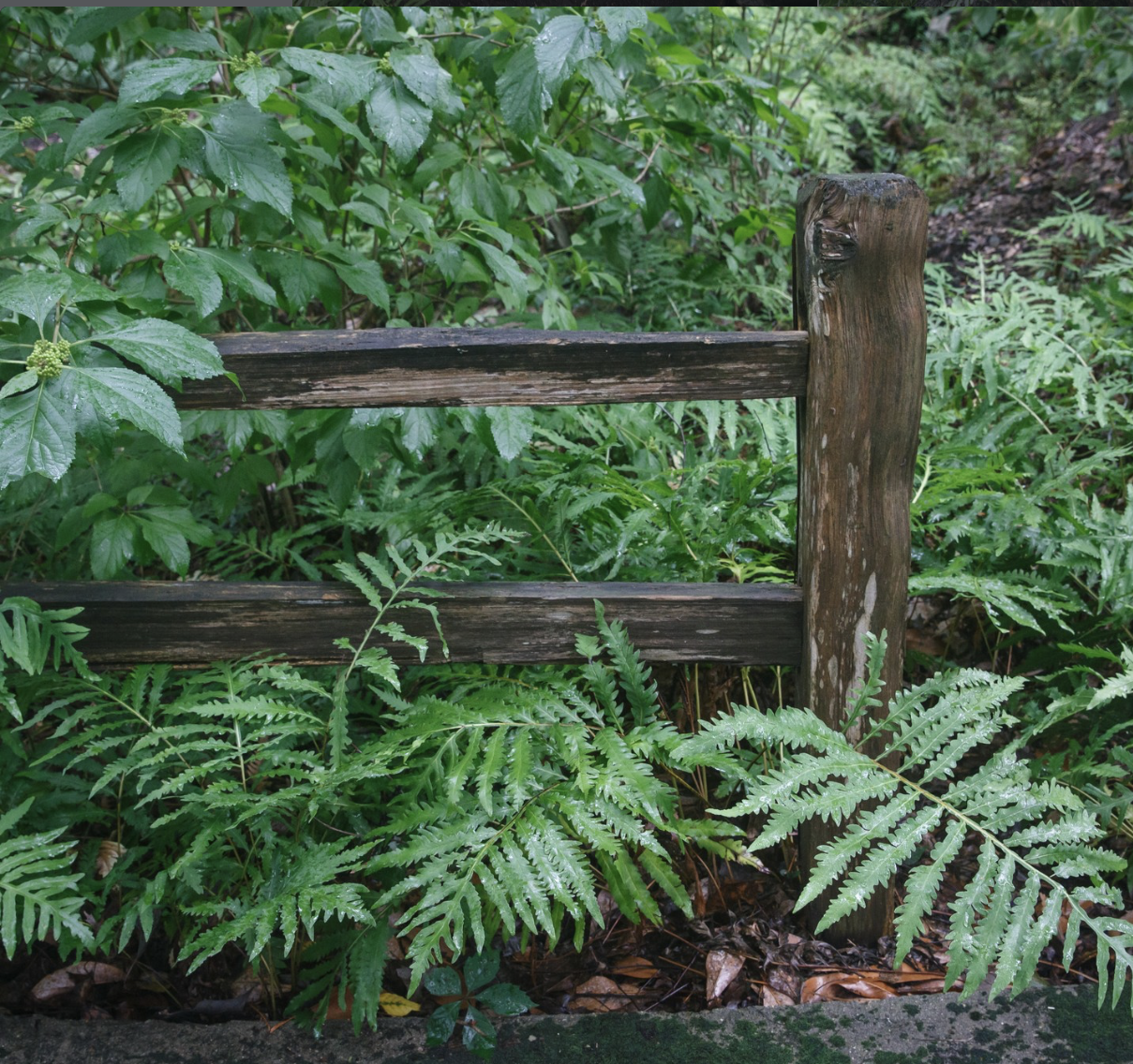 Louise Billings "A Survey of Ferns"