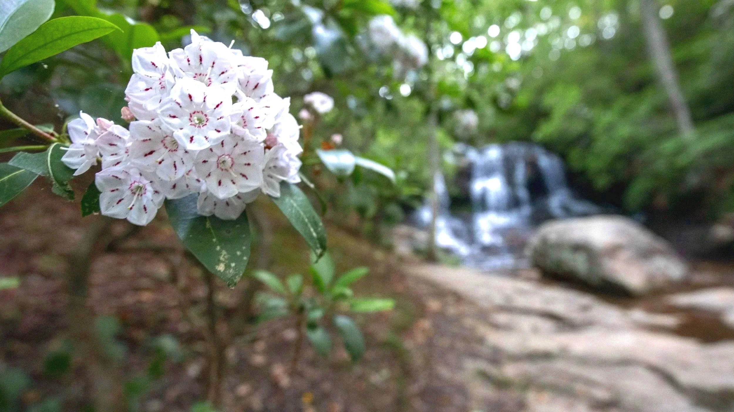 Mountain+Laurel-9958.jpg
