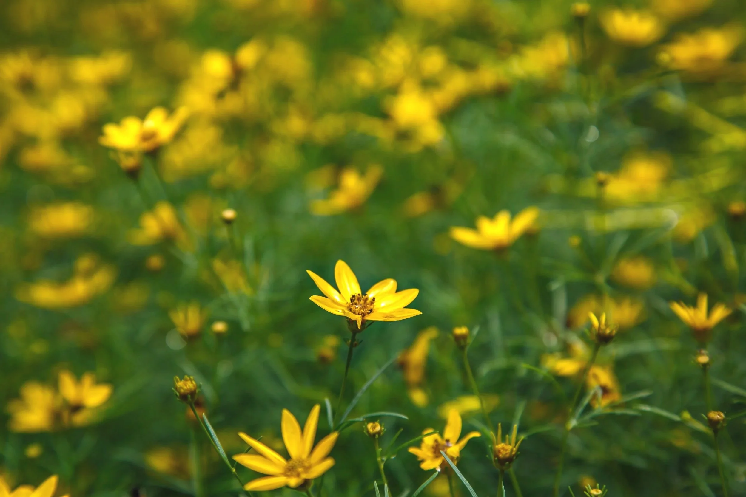 NGarden-78.jpg