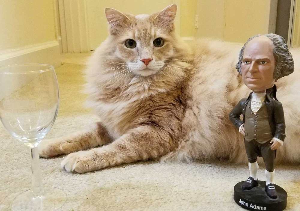 About Mount Purrnon Cat Cafe And Wine Bar