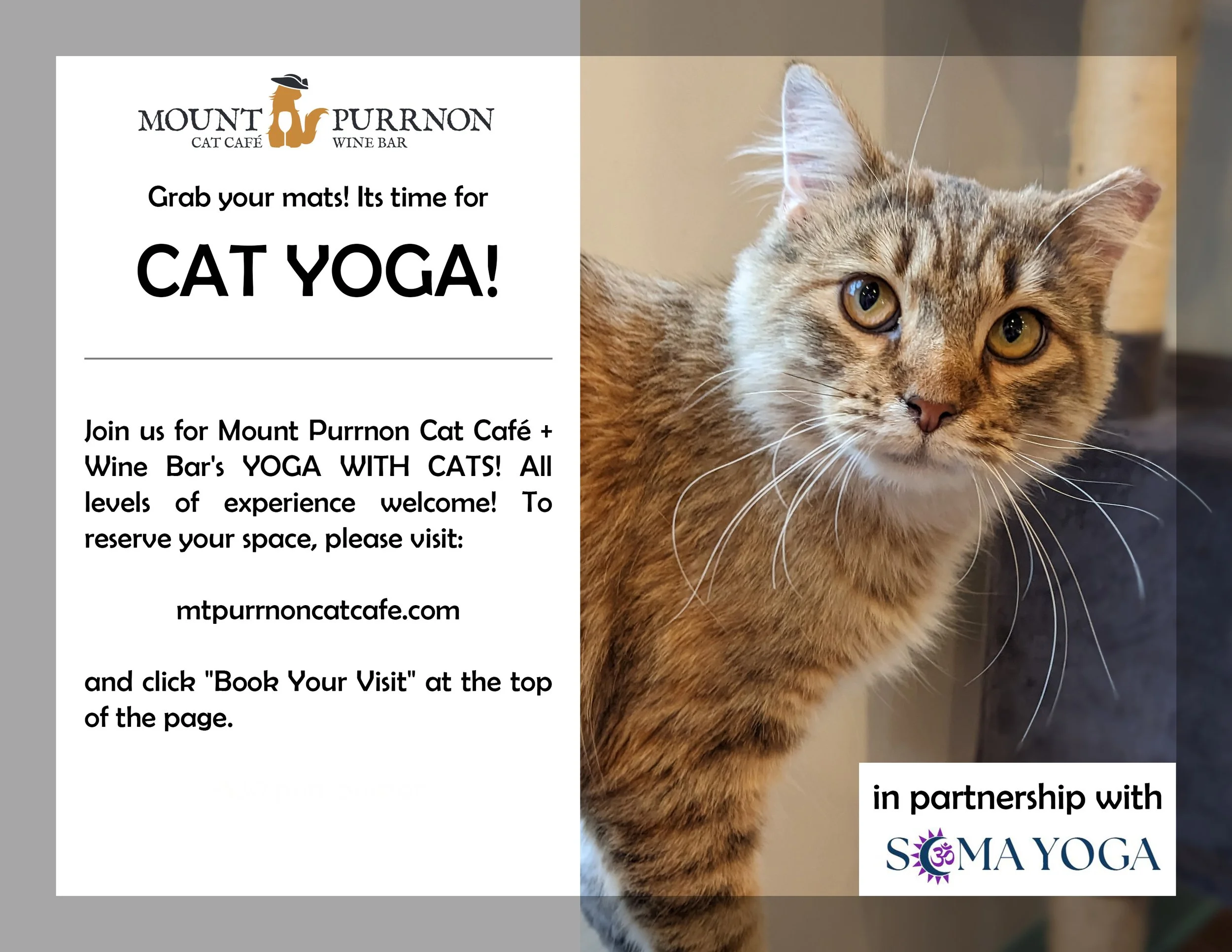 Yoga with Cats