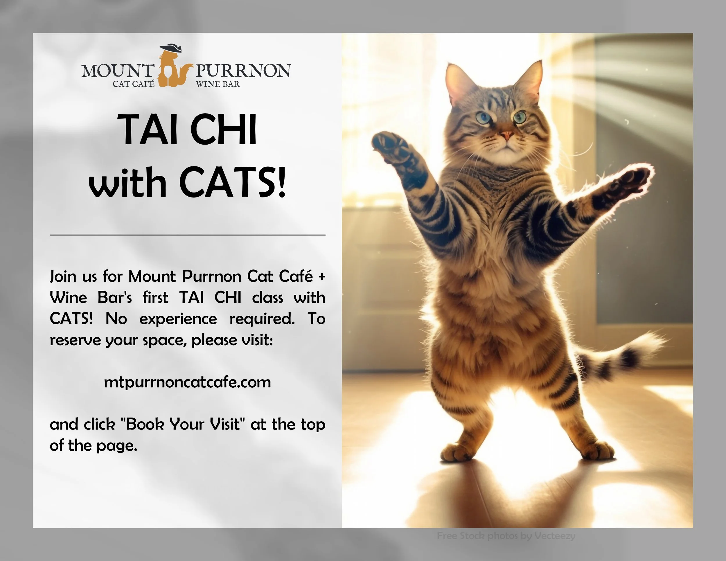 Tai Chi with Cats