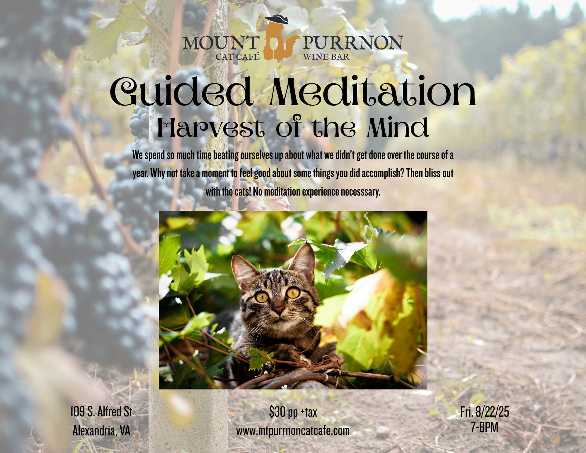 Guided Meditation with Cats