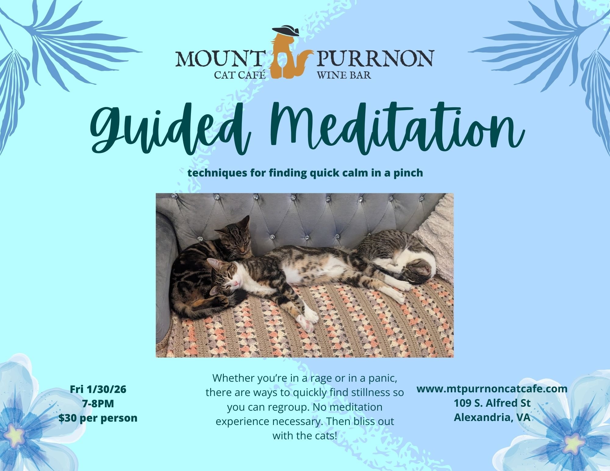 Guided Meditation with Cats