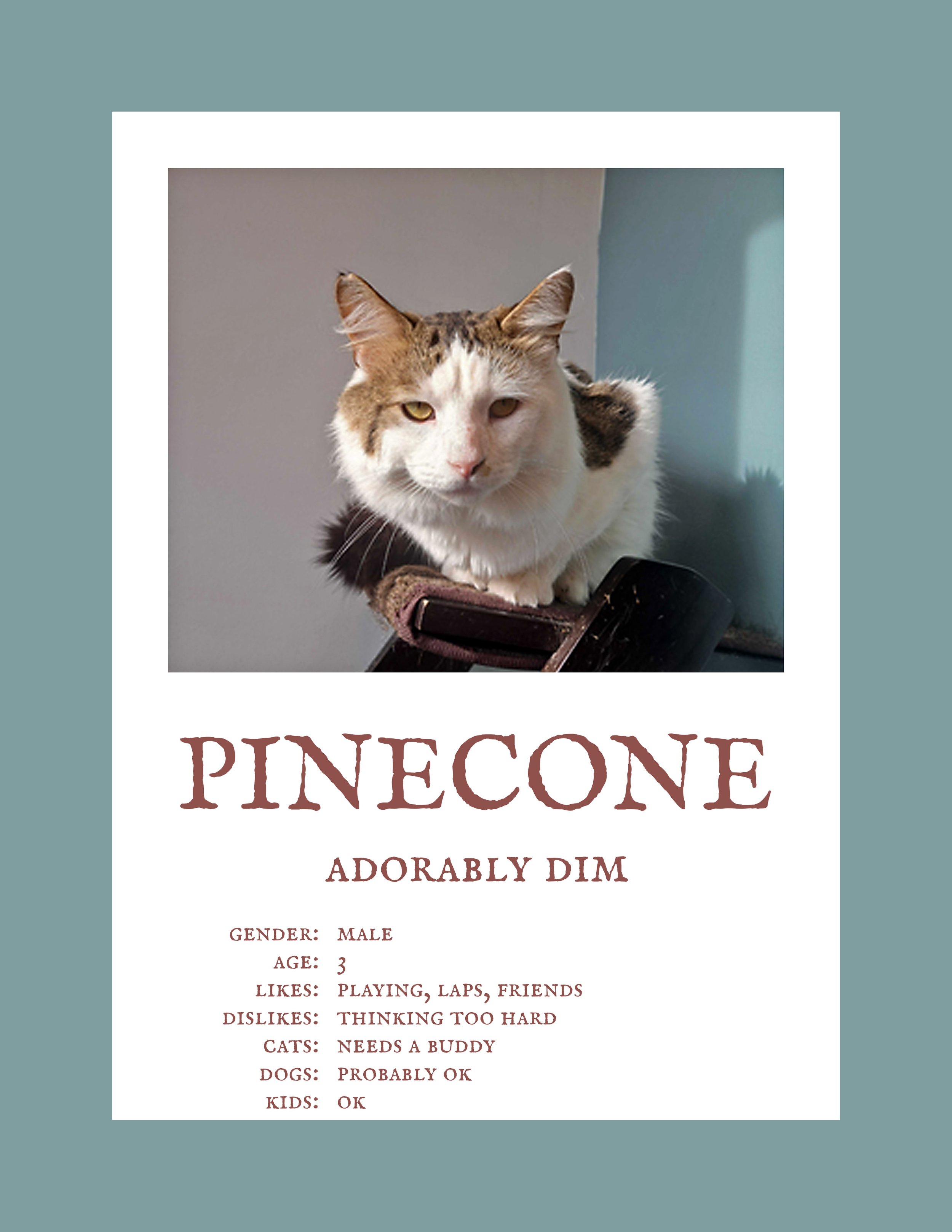 Pinecone.jpg