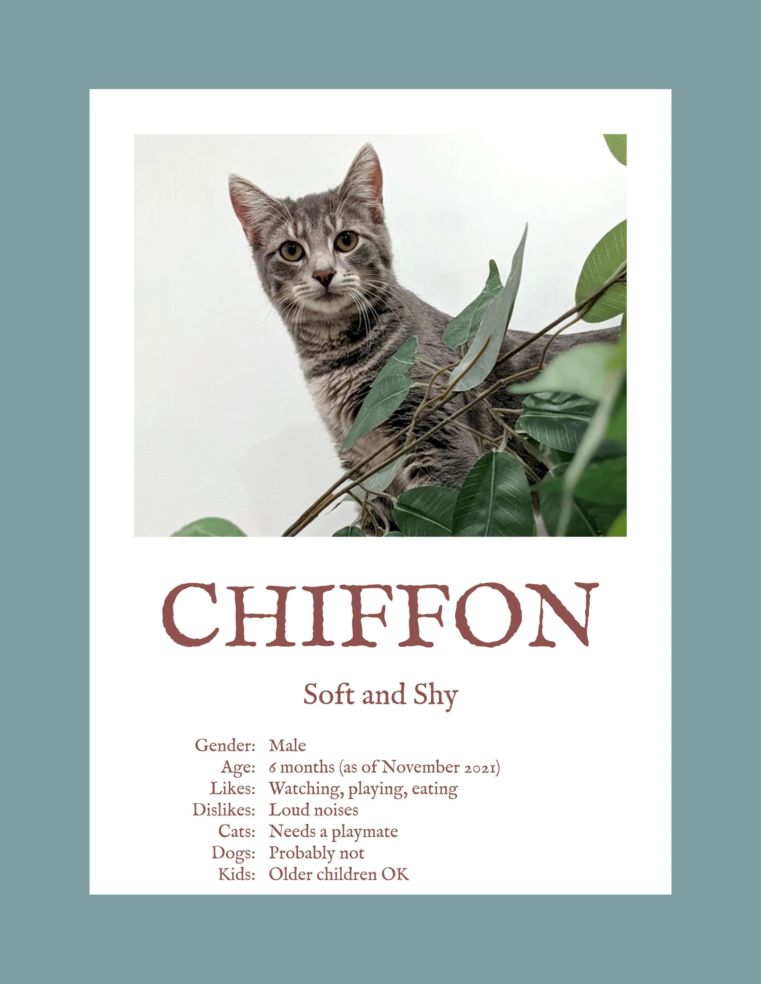 Chiffon.jpg