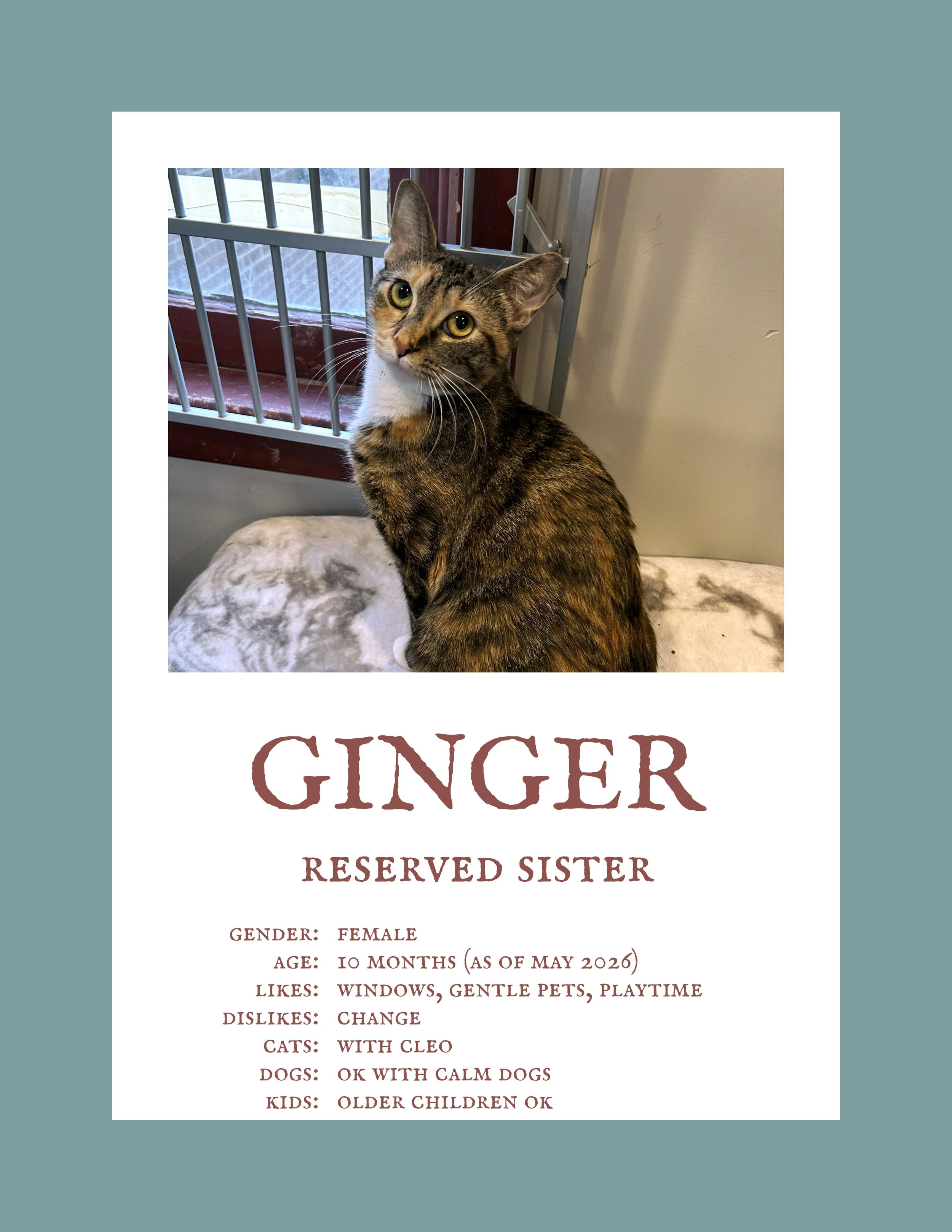 Ginger.jpg