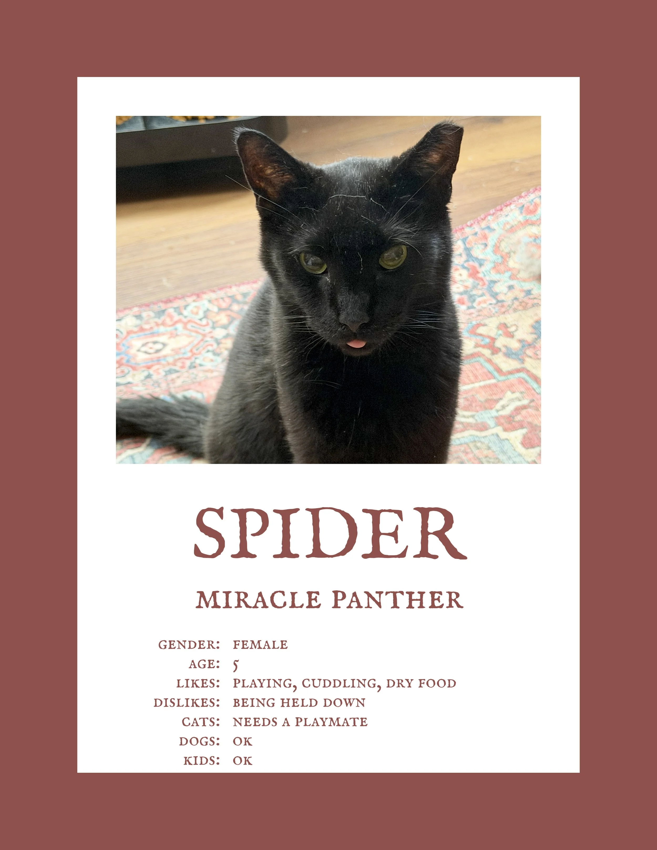Spider.jpg