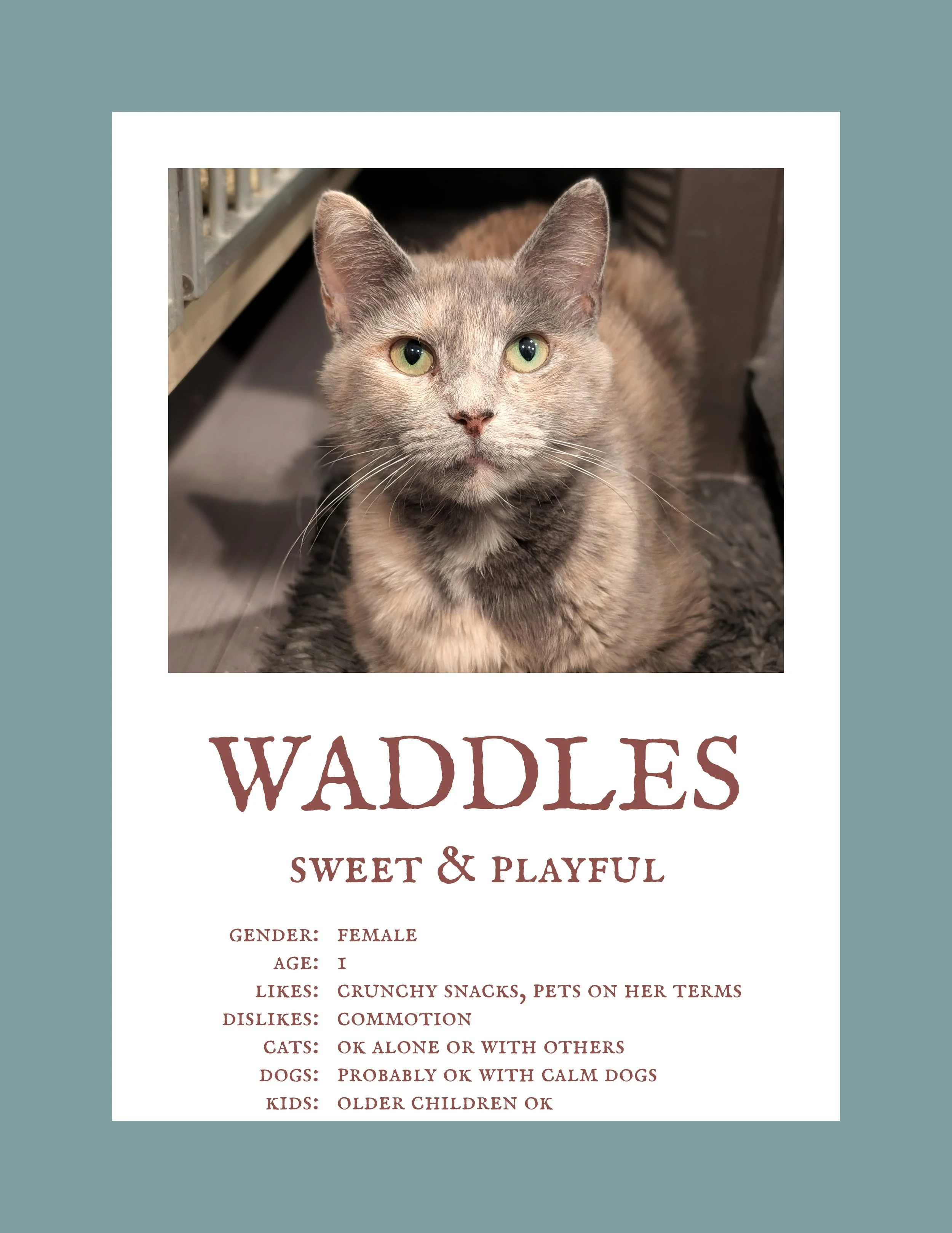 Waddles.jpg