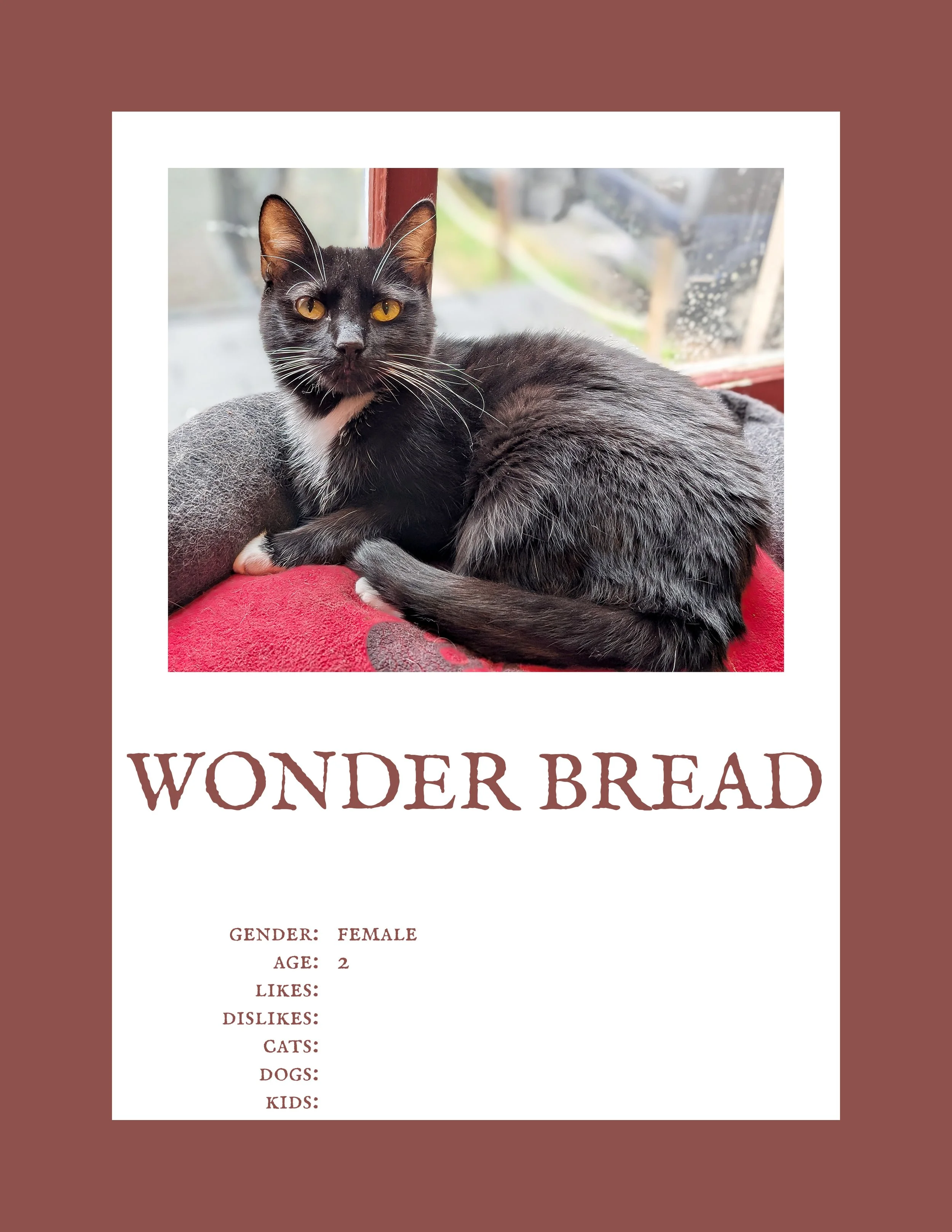 Wonder Bread.jpg