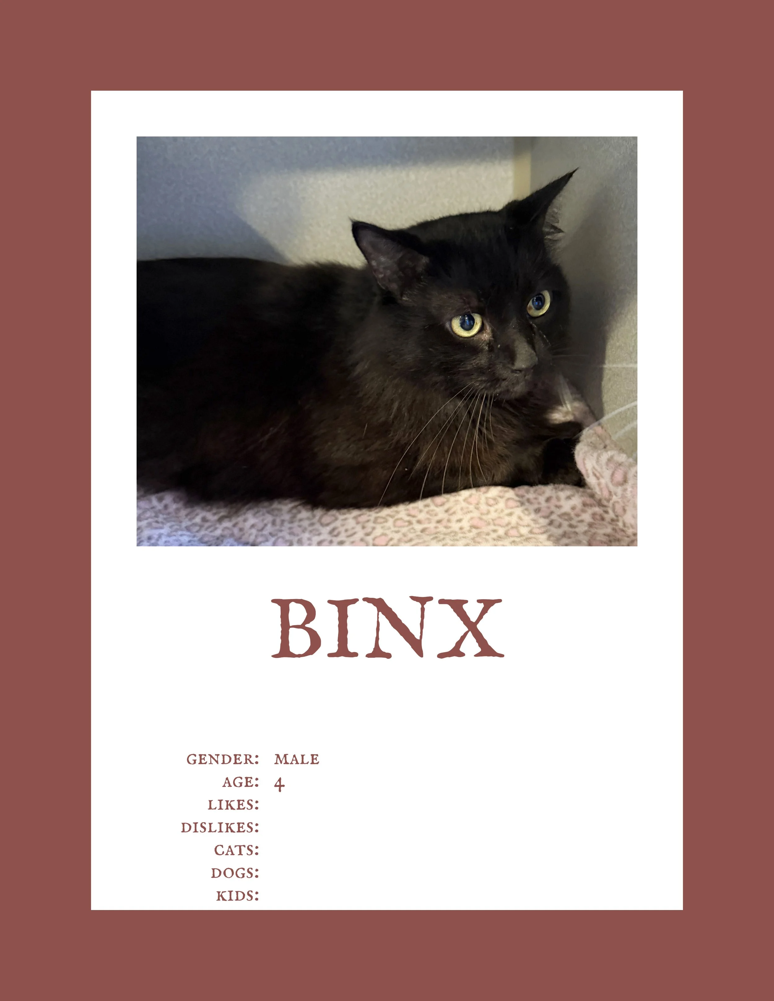 Binx 4.jpg
