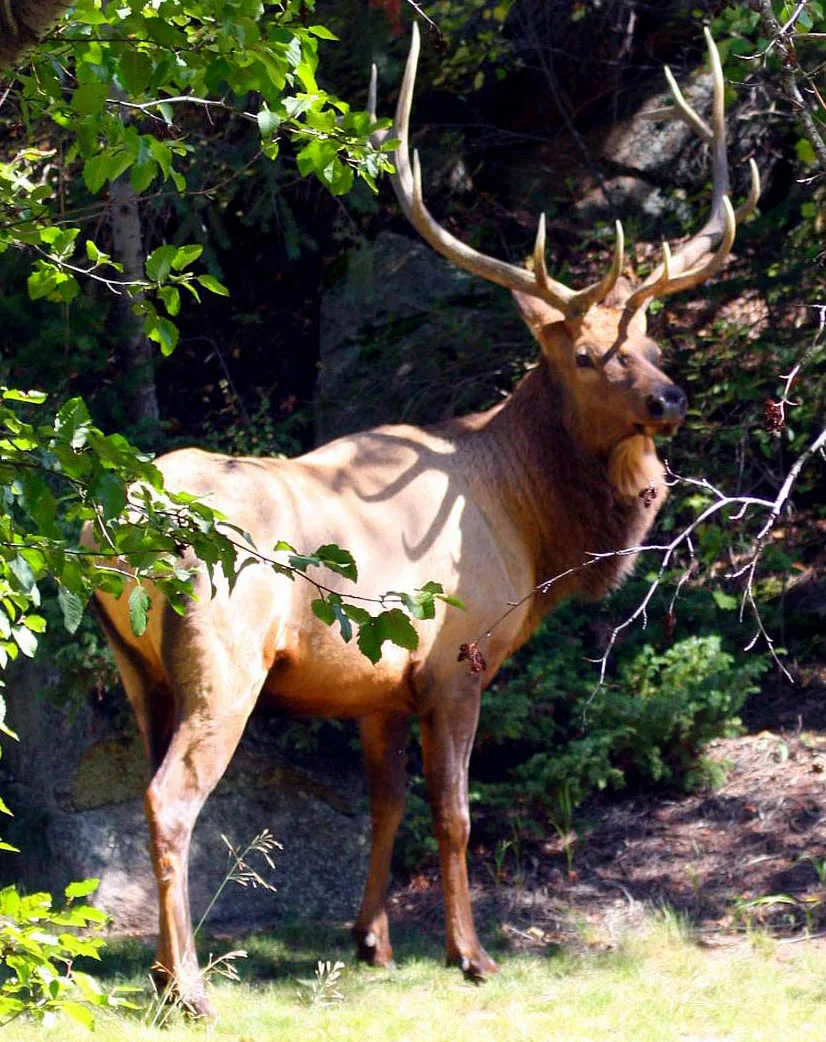 deer3.jpg